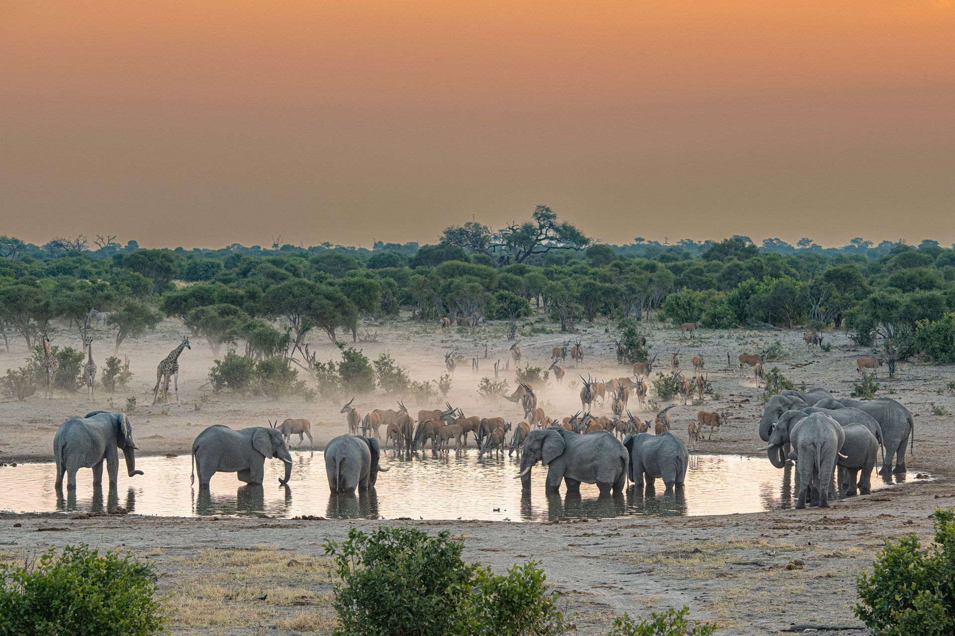Elephant and giraffe gathered at the Skybeds waterhole at dusk