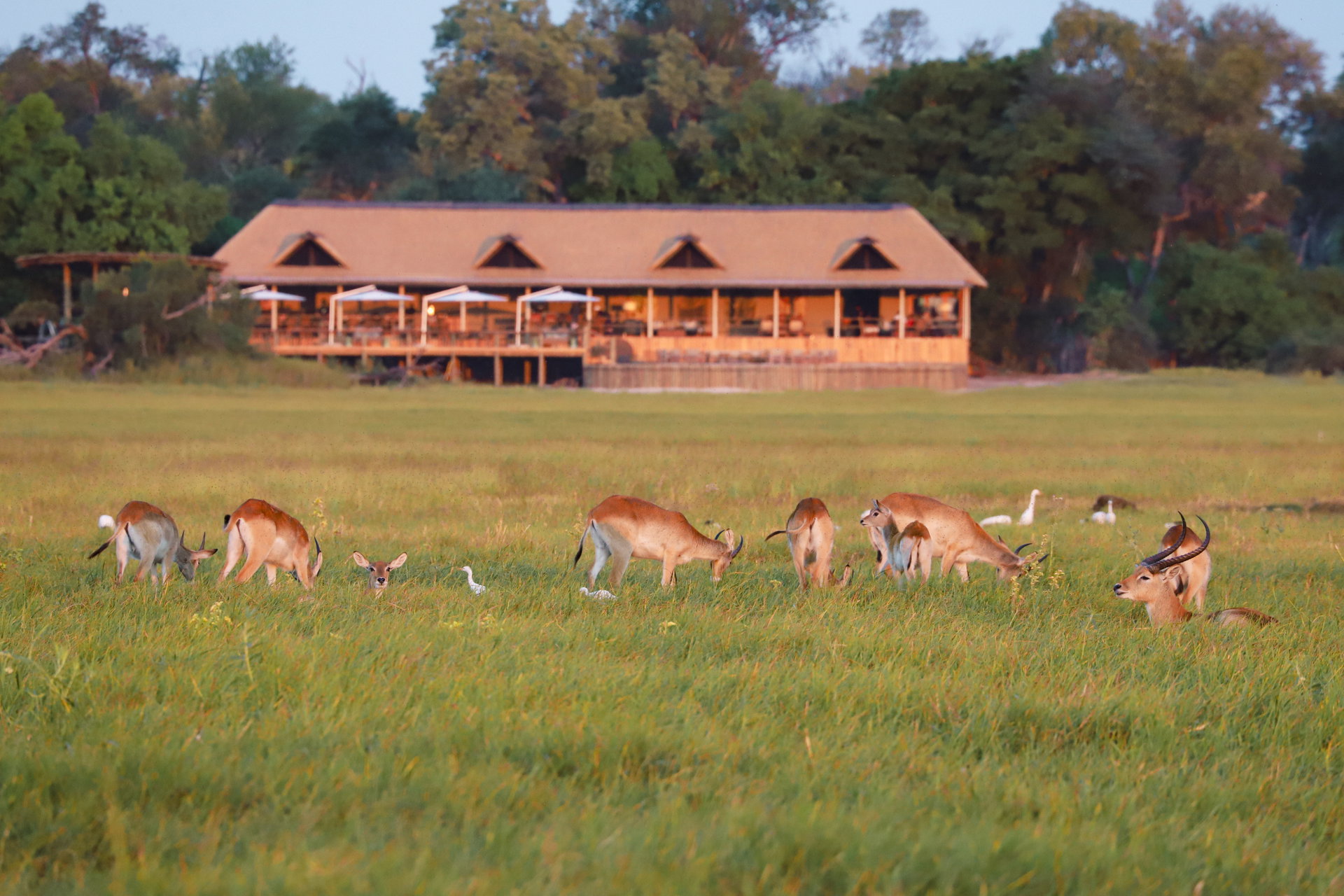 The main building of Kanana with red lechwe grazing on the floodplain in front