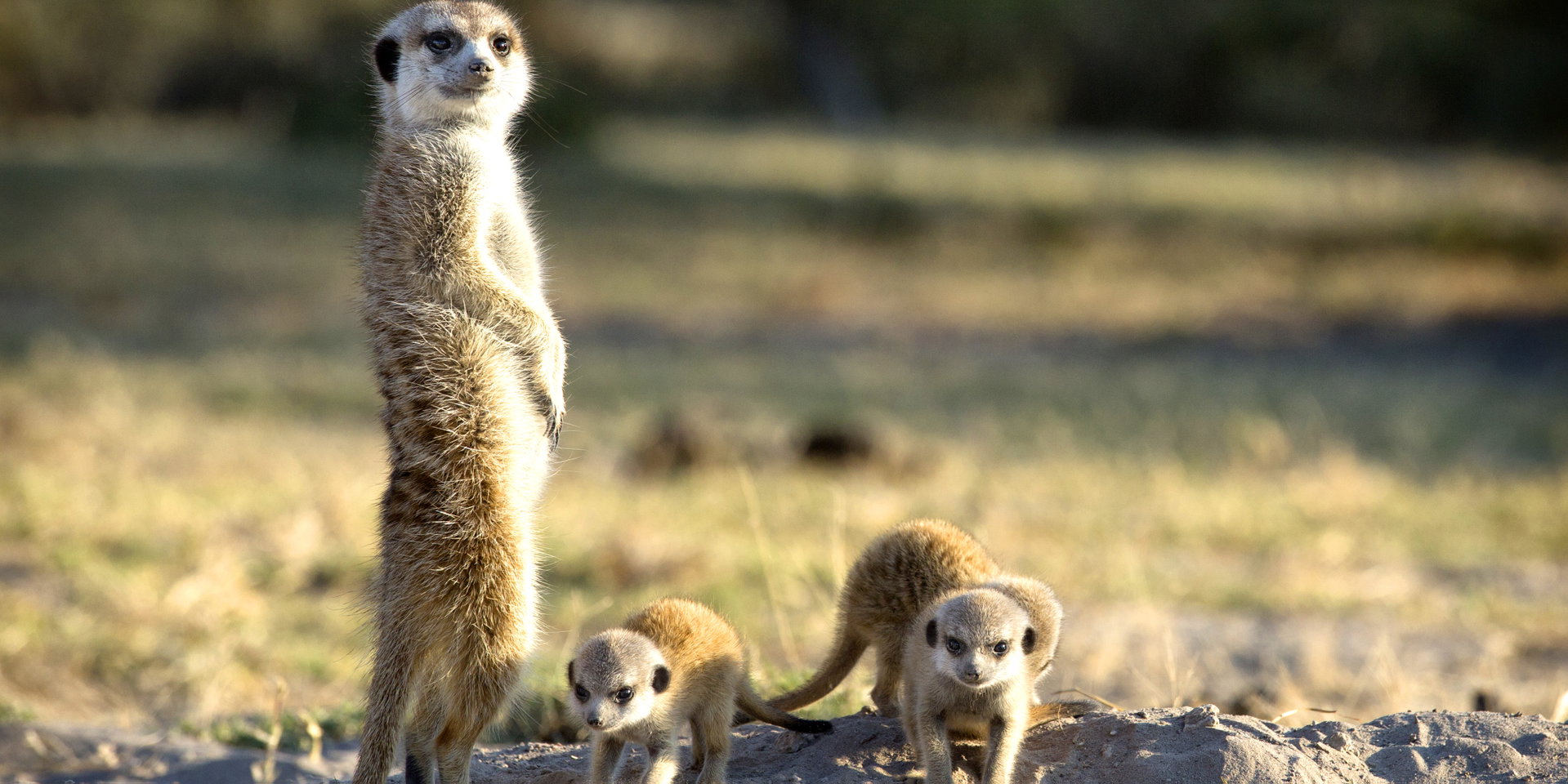 An adult meerkat stands upright beside two young meerkats.