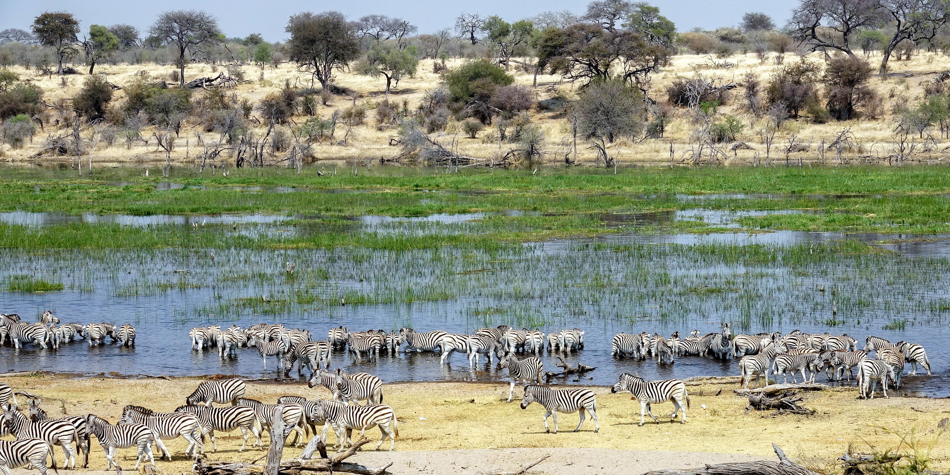 Large herds of zebras gather at the edge of a green river floodplain.