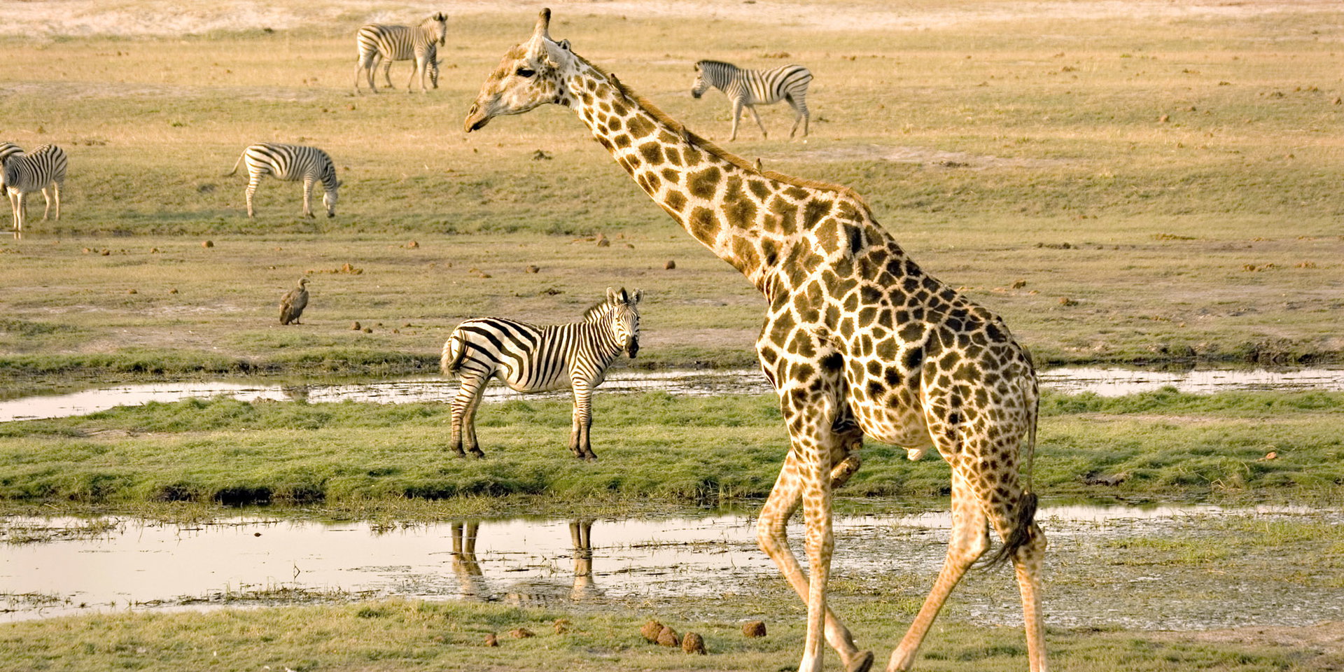 A giraffe walks across a green floodplain with zebras grazing nearby.