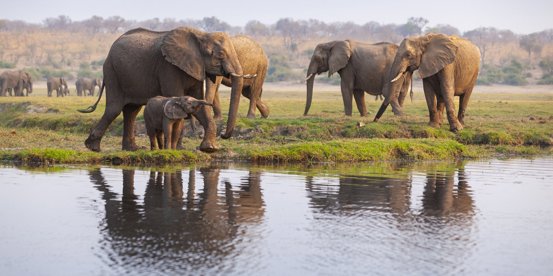 Elephants and a calf stand at the river's edge, reflected in the water.