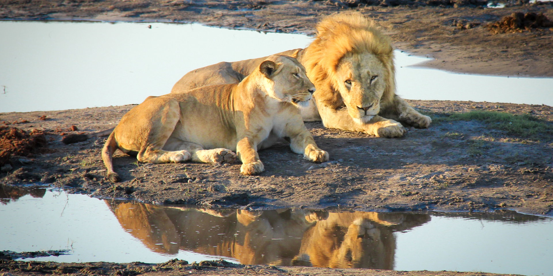 A lion and lioness rest together on a muddy riverbank, reflected in a pool.
