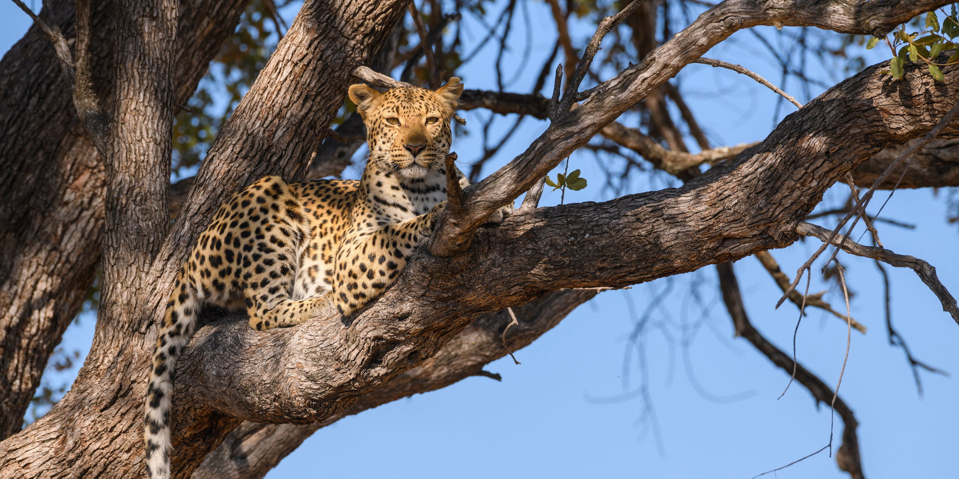 A leopard rests in the fork of a tree against a blue sky.