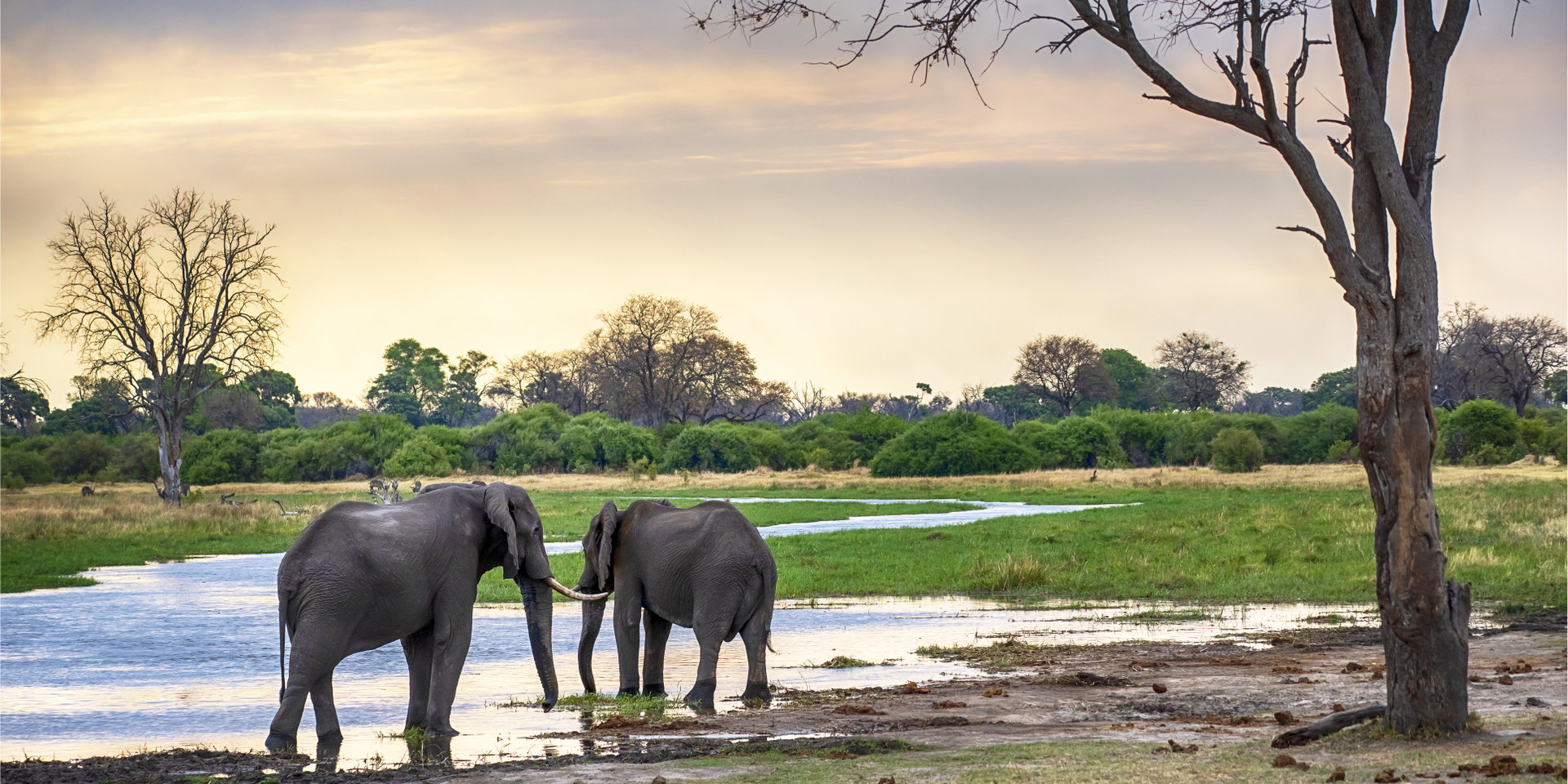 Two elephants stand in shallow water beside a tree at dusk.