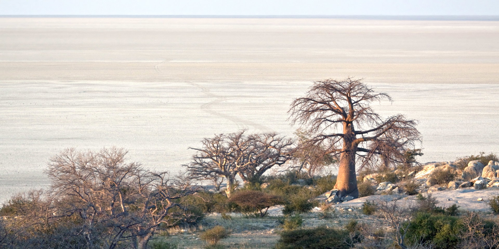 Baobab trees grow on a rocky outcrop with the white salt pan stretching behind.