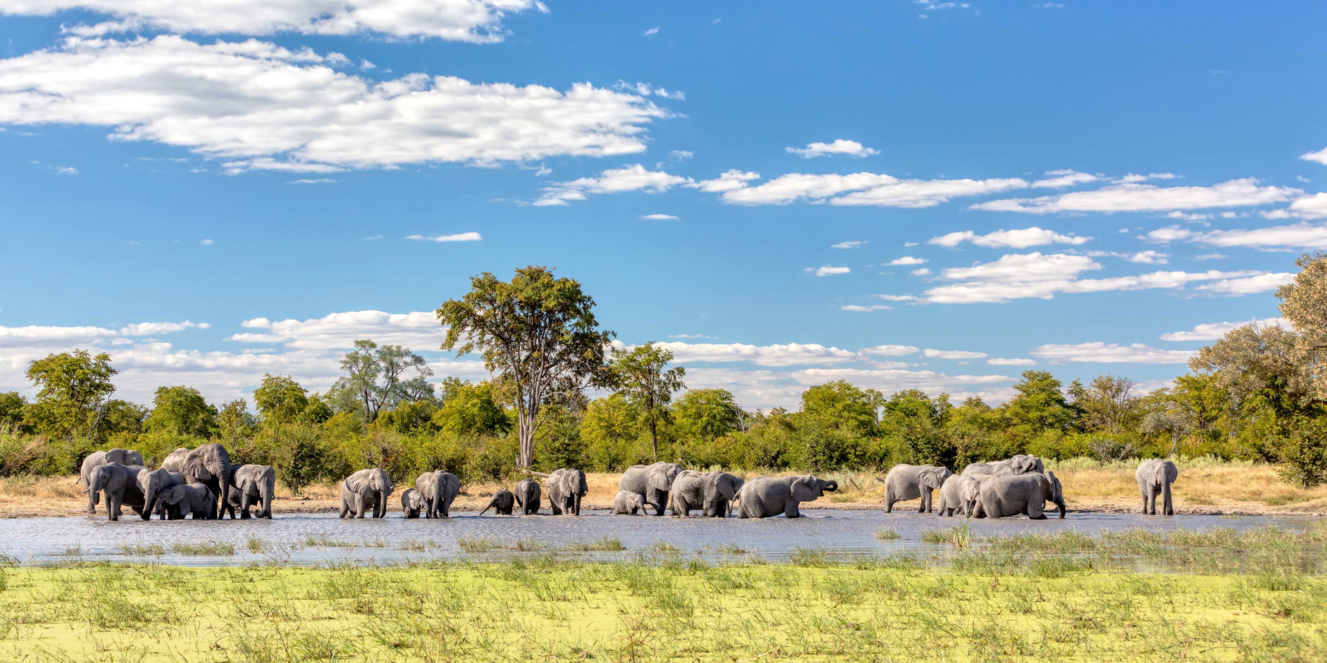 A long herd of elephants crosses open grassland below a blue sky.