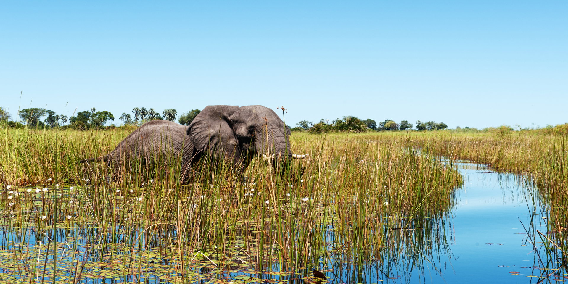 An elephant feeds among tall reeds beside a clear blue channel.