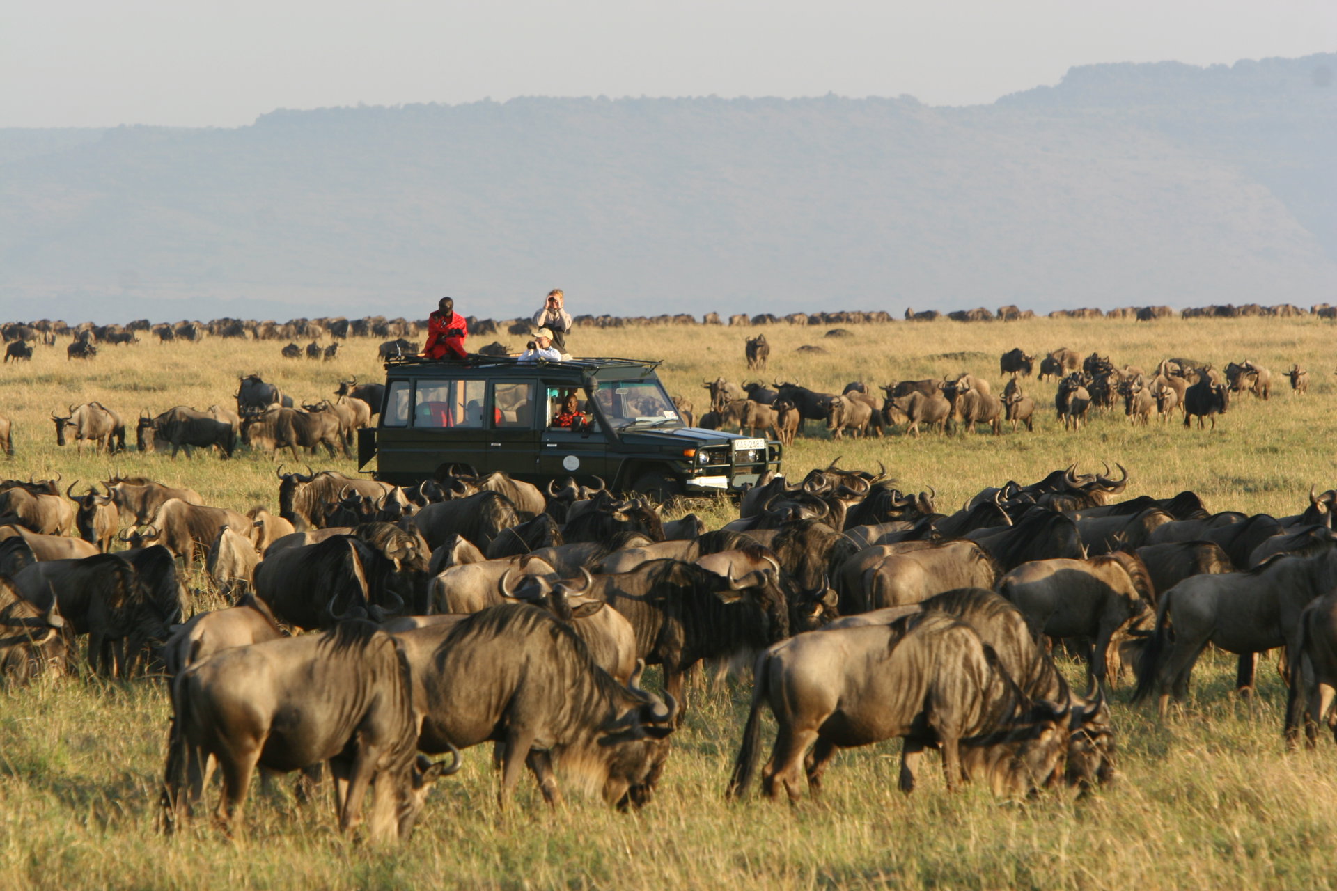 A game drive vehicle among the wildebeest herds as the Migration reaches Rekero