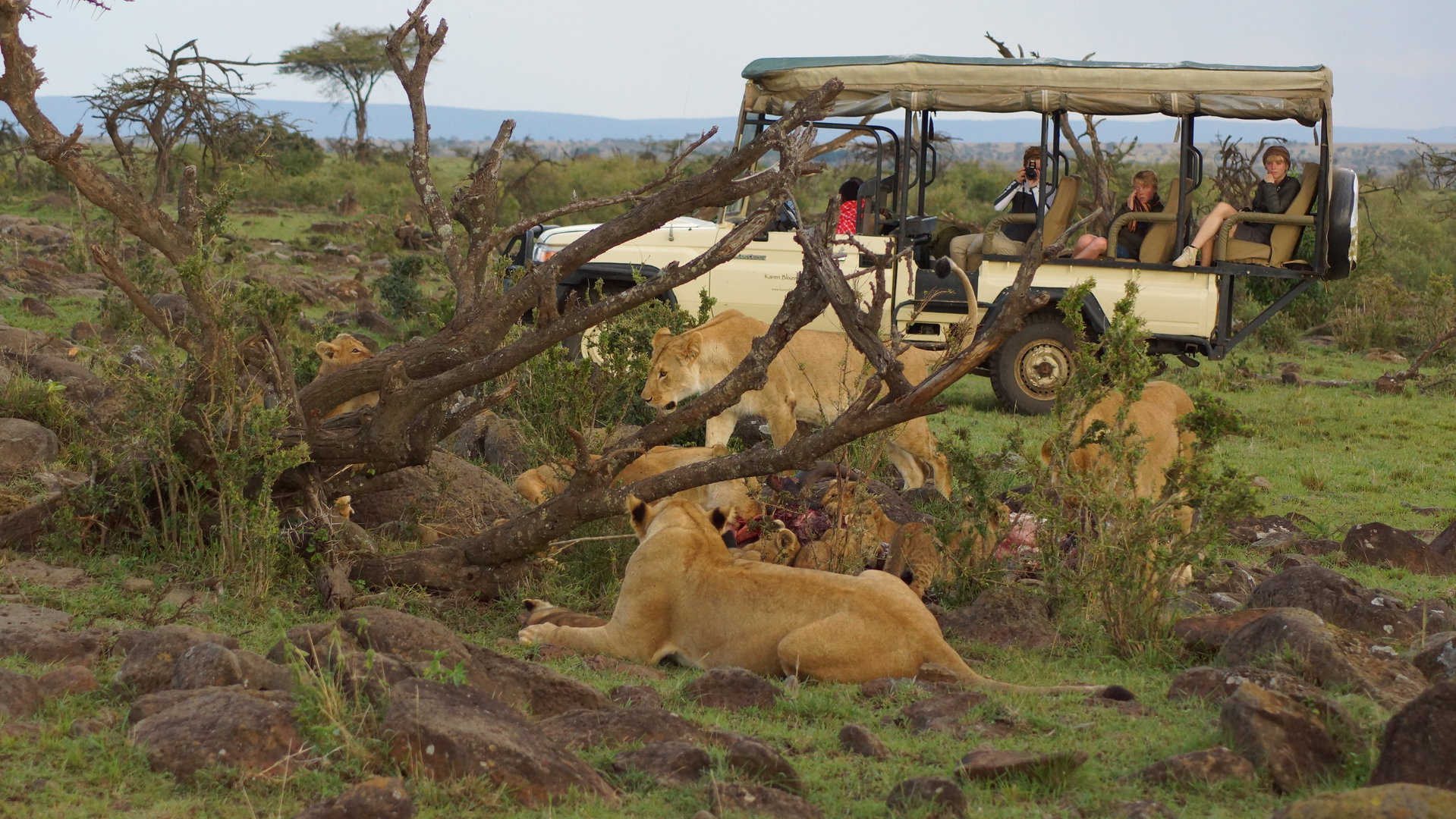 Lions resting beside a game drive vehicle in the Masai Mara