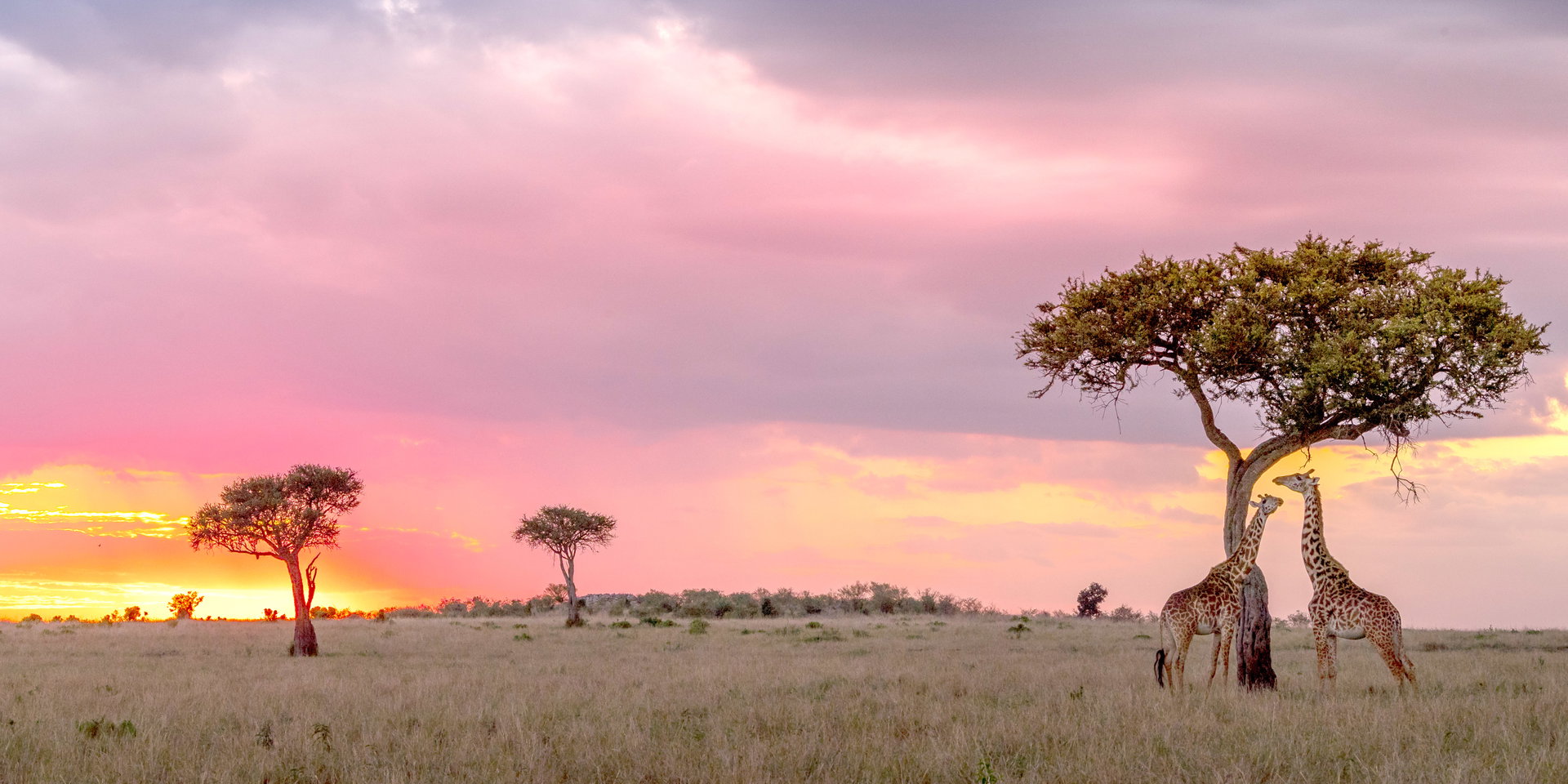 Giraffes stand beneath acacia trees on the grassland under a pink sunset sky.