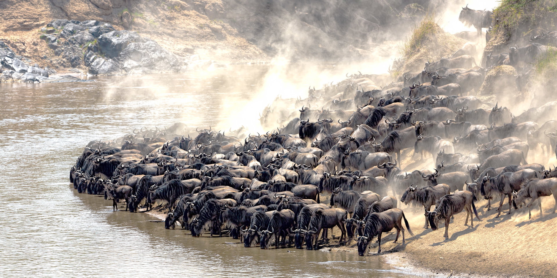 A dense herd of wildebeest crowds the riverbank, kicking up dust.