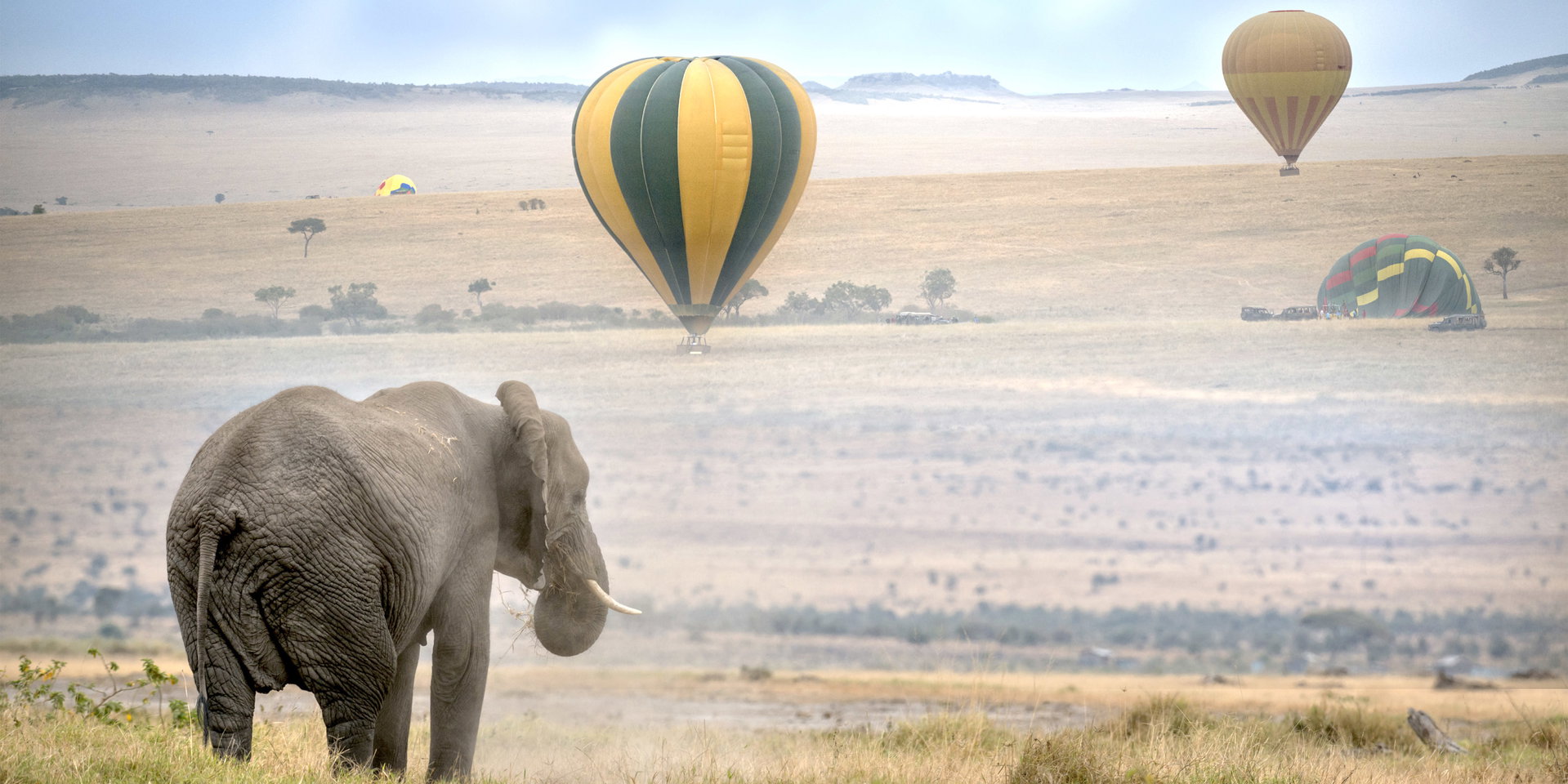 Hot-air balloons float over the plains behind an elephant.
