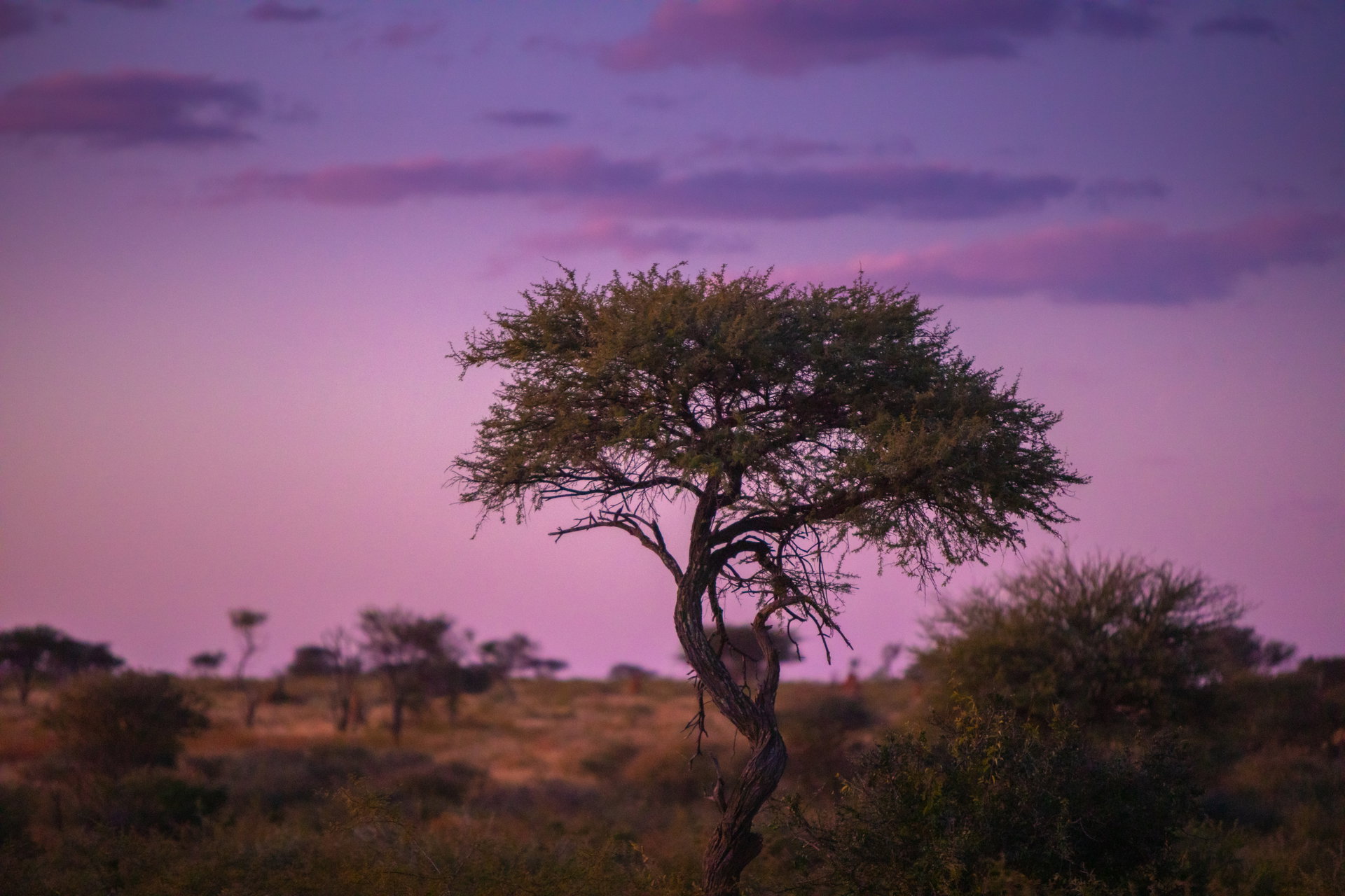 A lone tree against a purple dusk sky on the Okonjima reserve