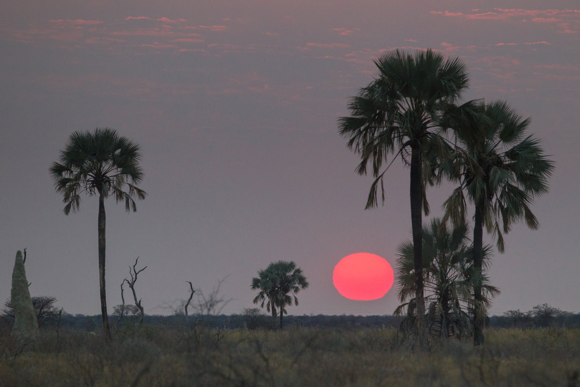 The sun setting red behind palm trees on the Onguma reserve