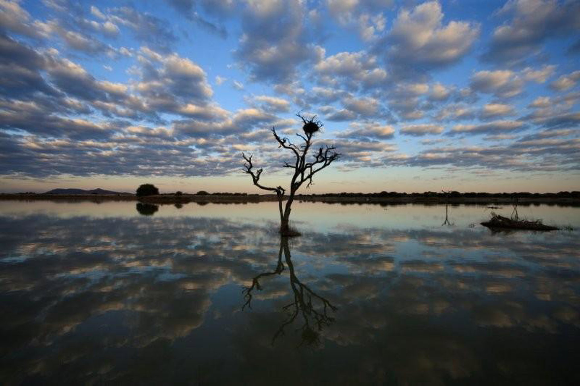 A dead tree reflected in a still dam on the Otjiwa reserve at dusk