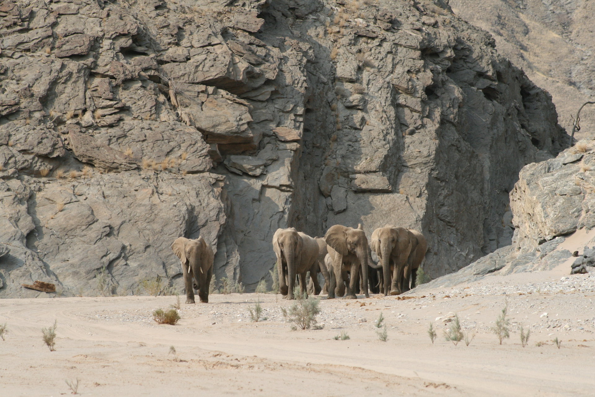 Desert-adapted elephants in a dry riverbed below the cliffs