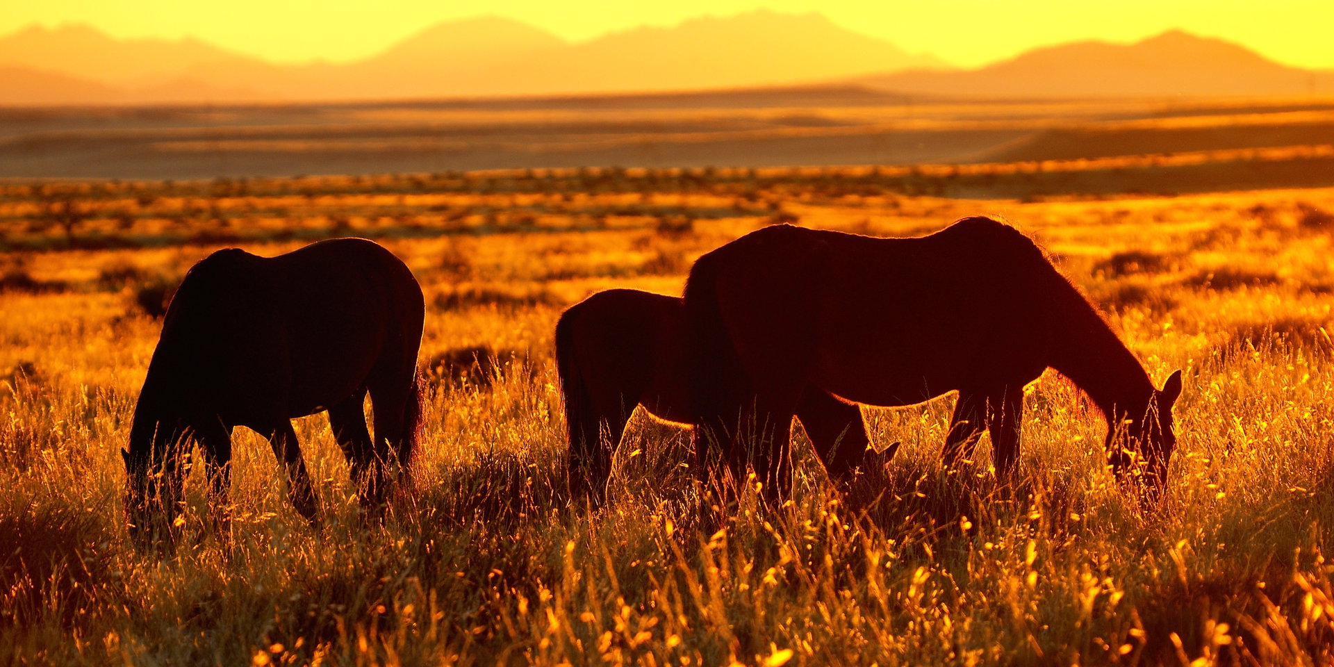 Horses graze in golden grass at sunset with hills on the horizon.