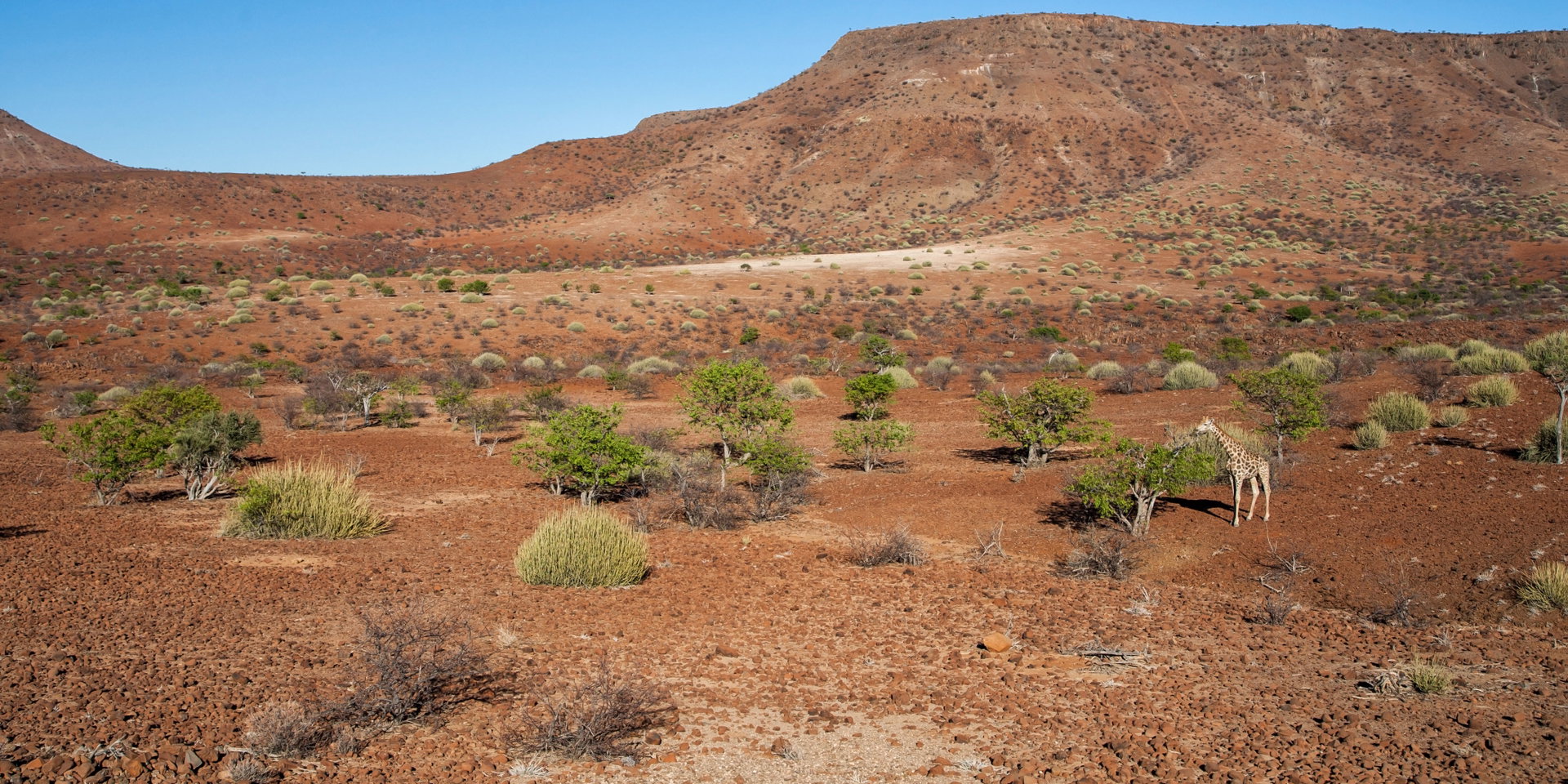 Red stony plains and low hills in Damaraland under a clear sky