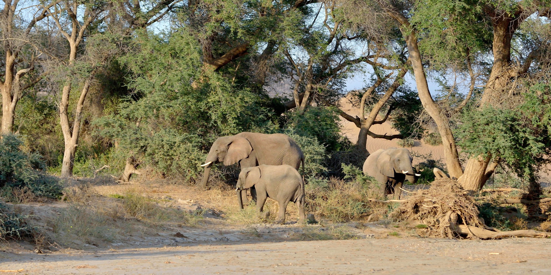 A small herd of elephants walking among trees in a dry riverbed in Damaraland