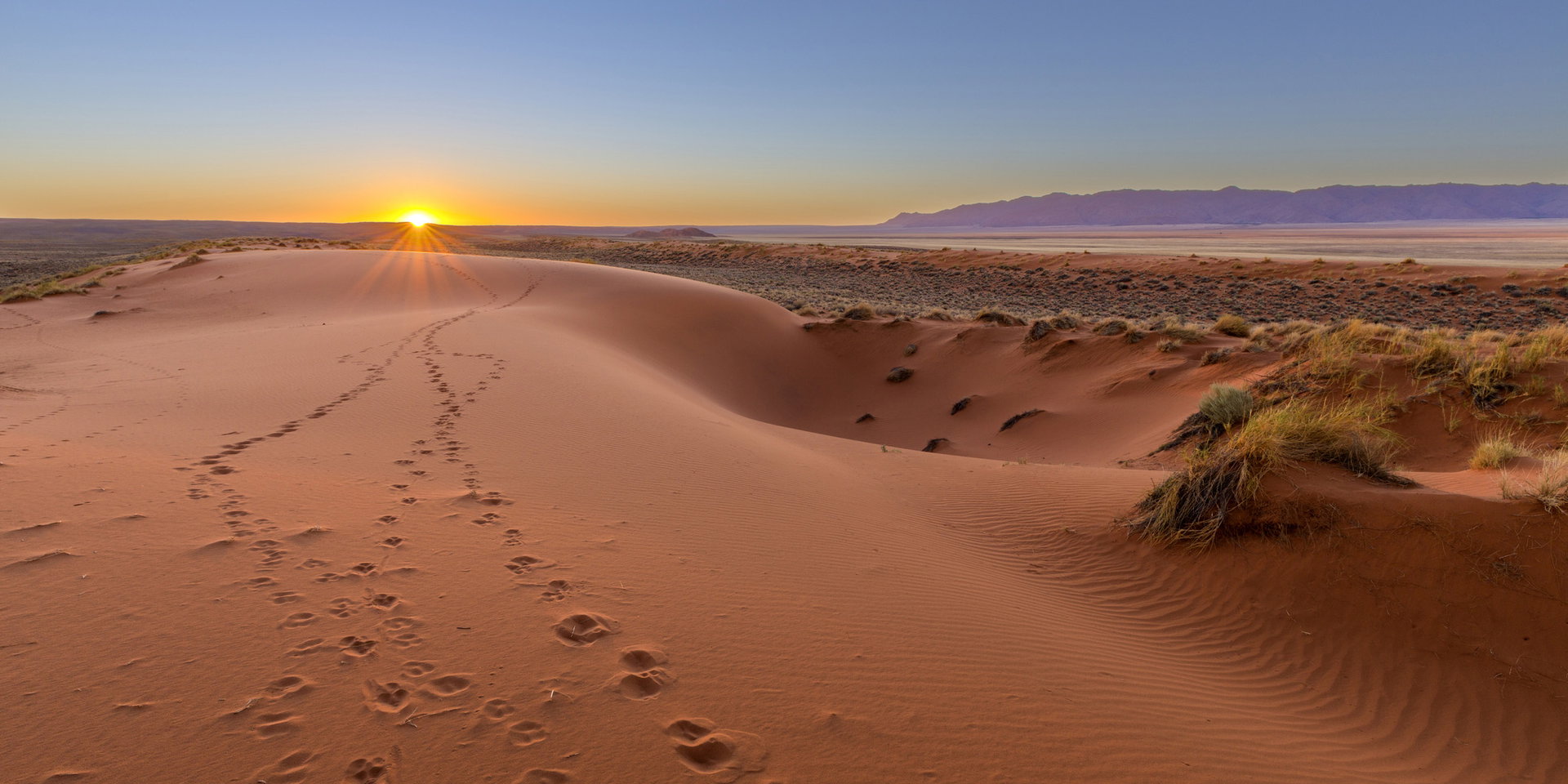 Footprints on a red Kalahari dune at sunrise