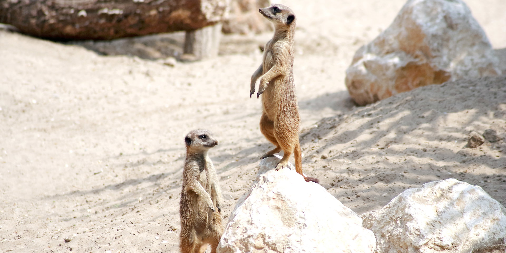 Meerkats standing guard in the Kalahari