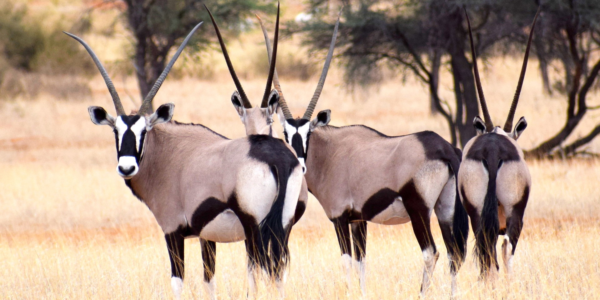 A herd of oryx in the Kalahari grassland