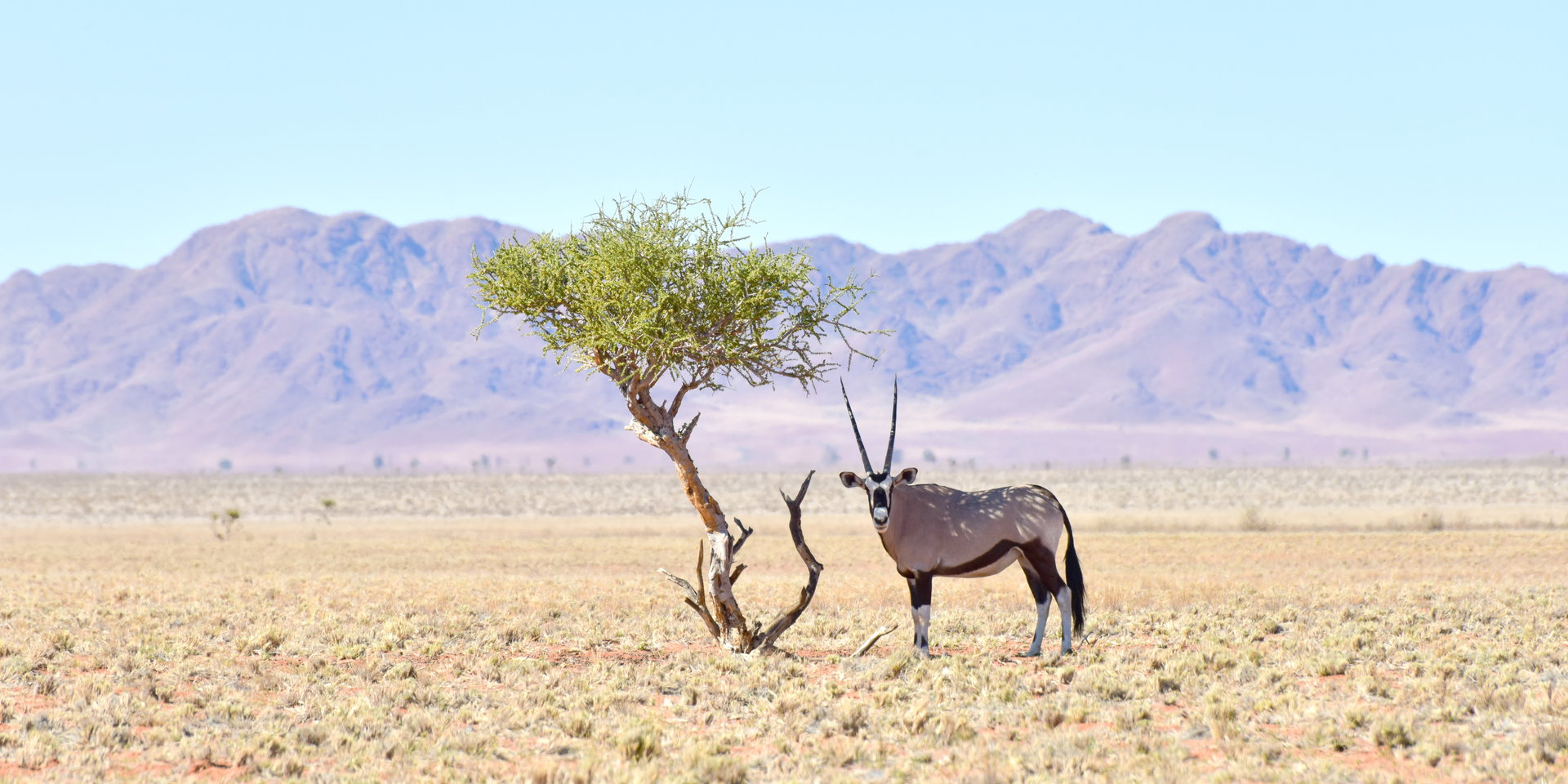 A gemsbok stands beside a lone acacia tree on a grassy plain with mountains behind.