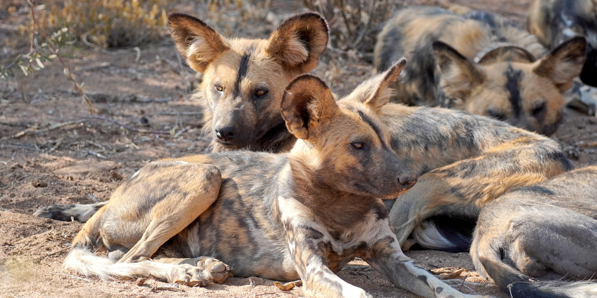 A pack of African wild dogs resting together