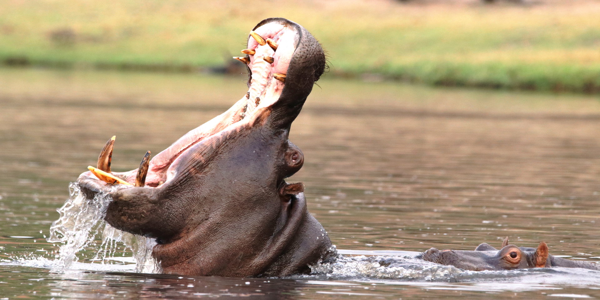 A hippo opens its mouth wide as it rises out of the river.