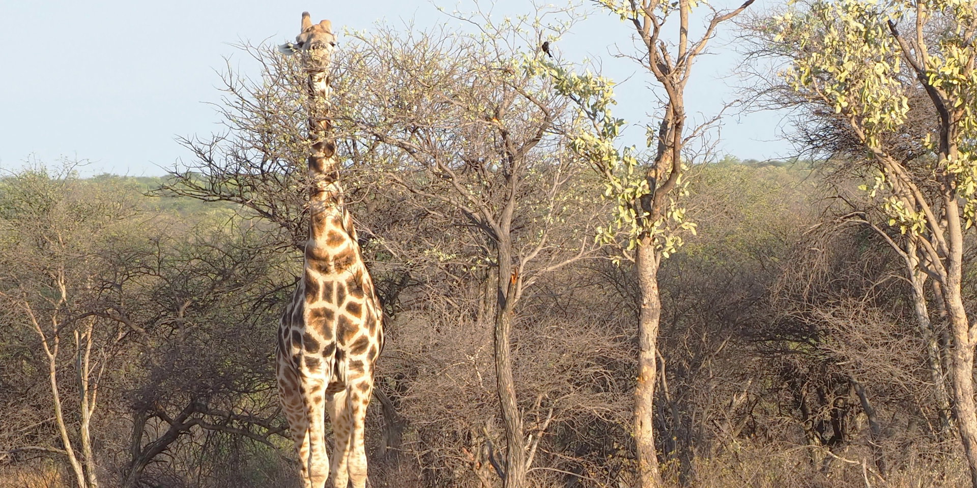 Giraffe in the bush of the Okonjima Nature Reserve
