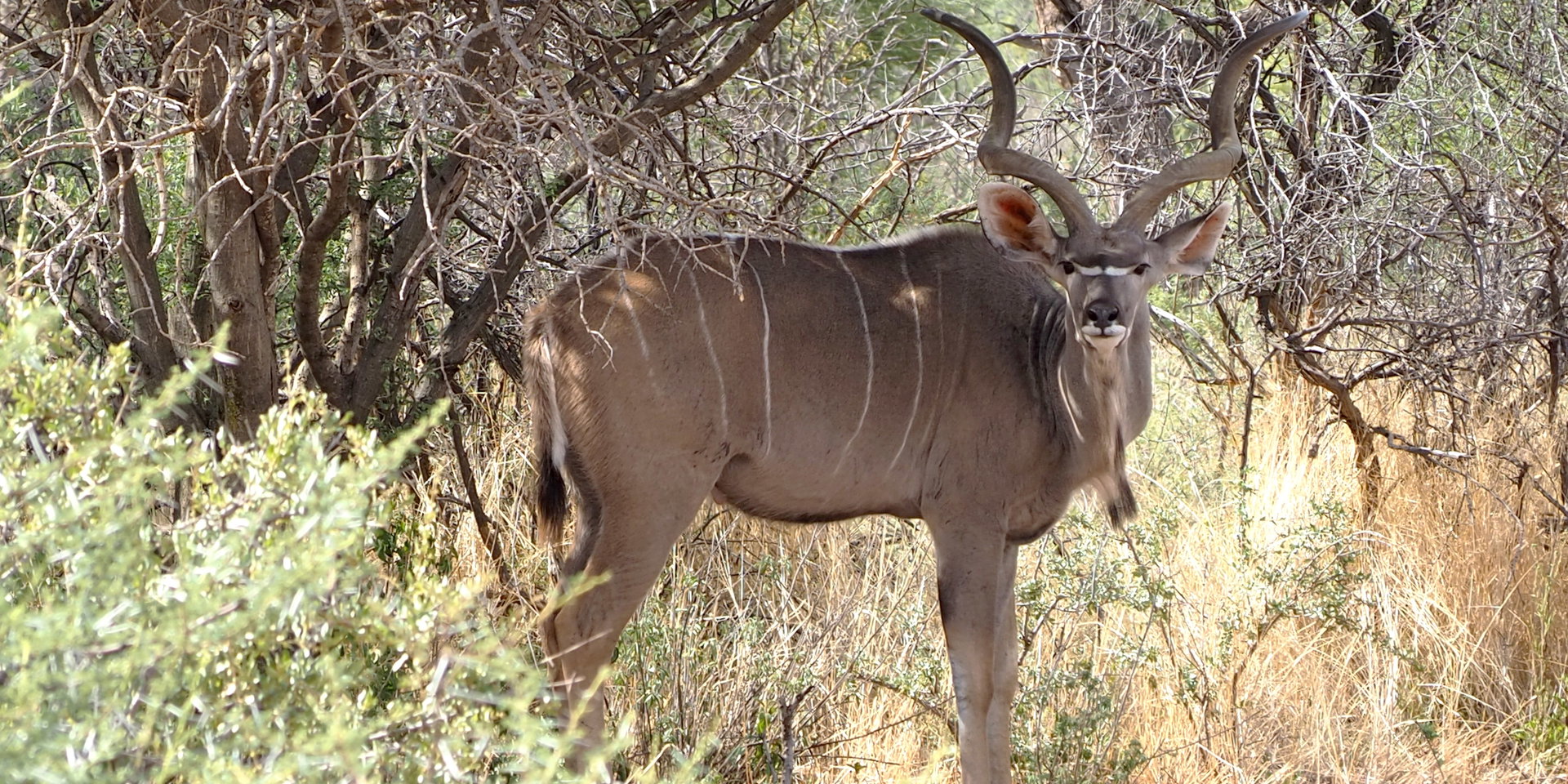 A kudu bull in the thornveld near Okonjima