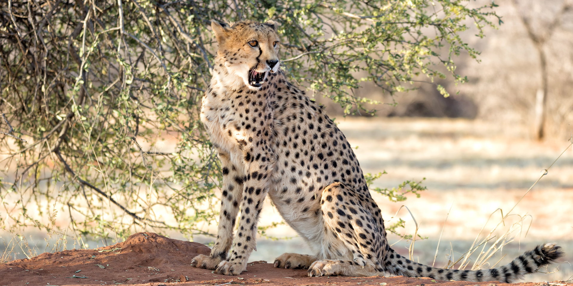A cheetah resting in the shade in central Namibia