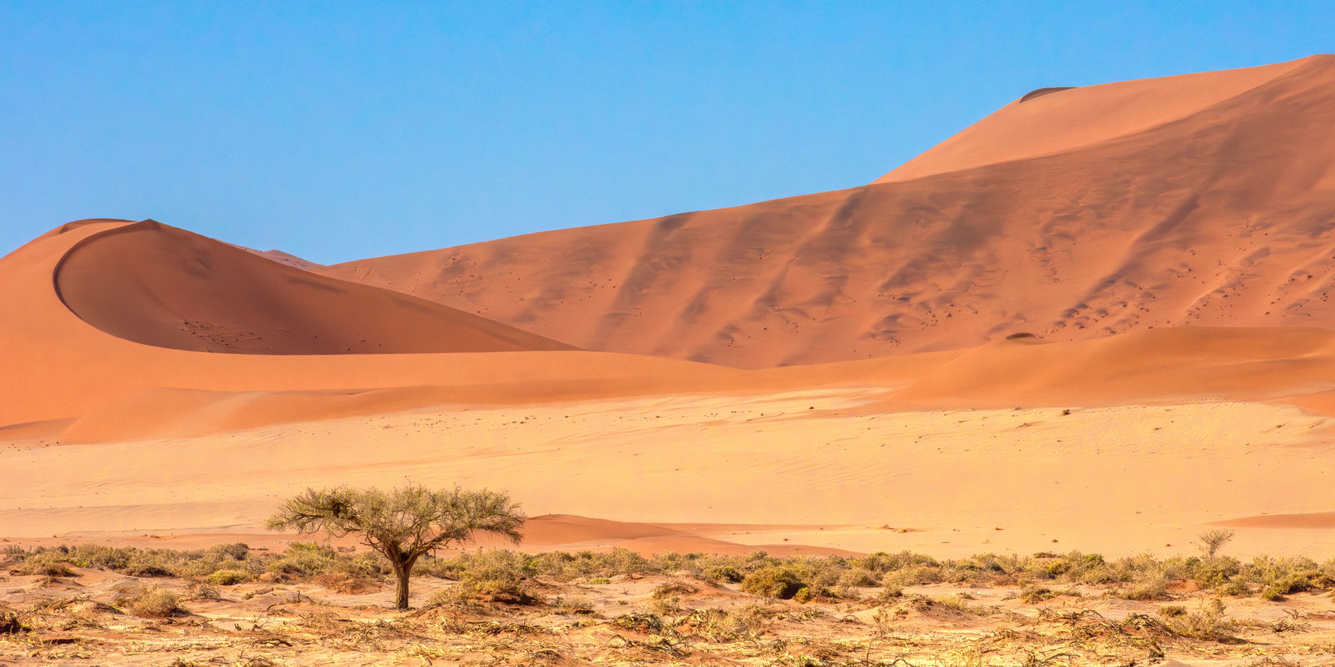 Red dunes with a lone tree on the plain near Sesriem