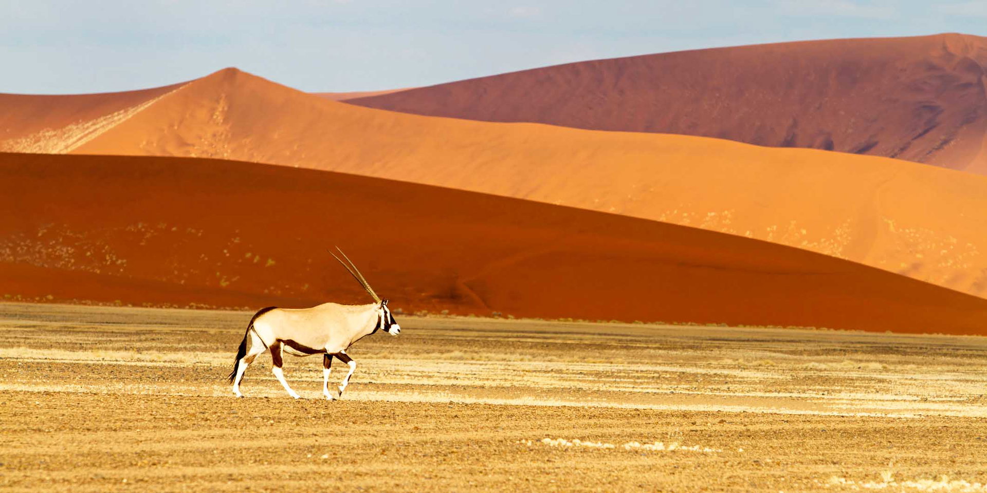 An oryx crossing the plain below the red dunes of Sossusvlei