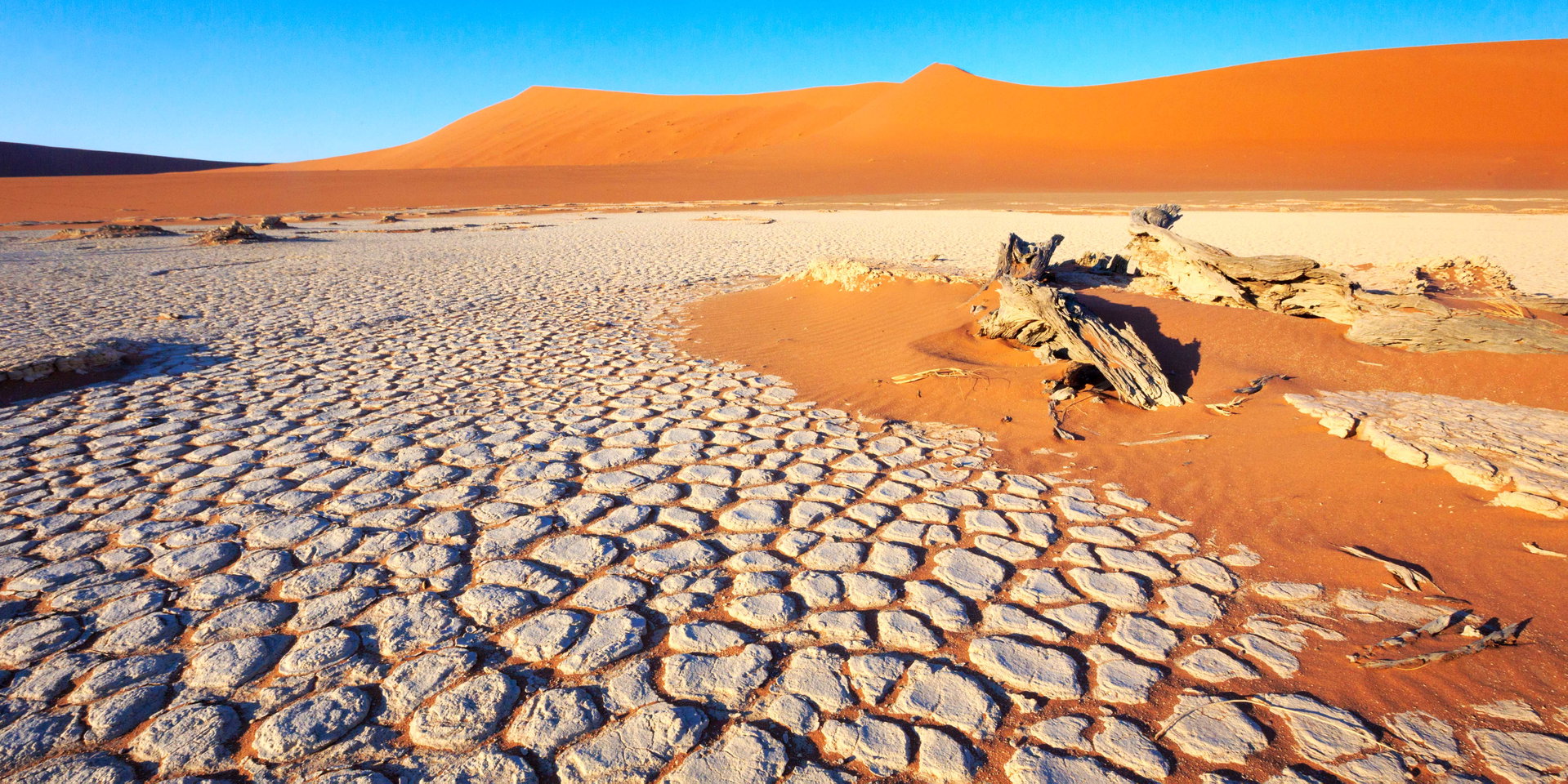Dead camel thorn trees in Deadvlei below red dunes