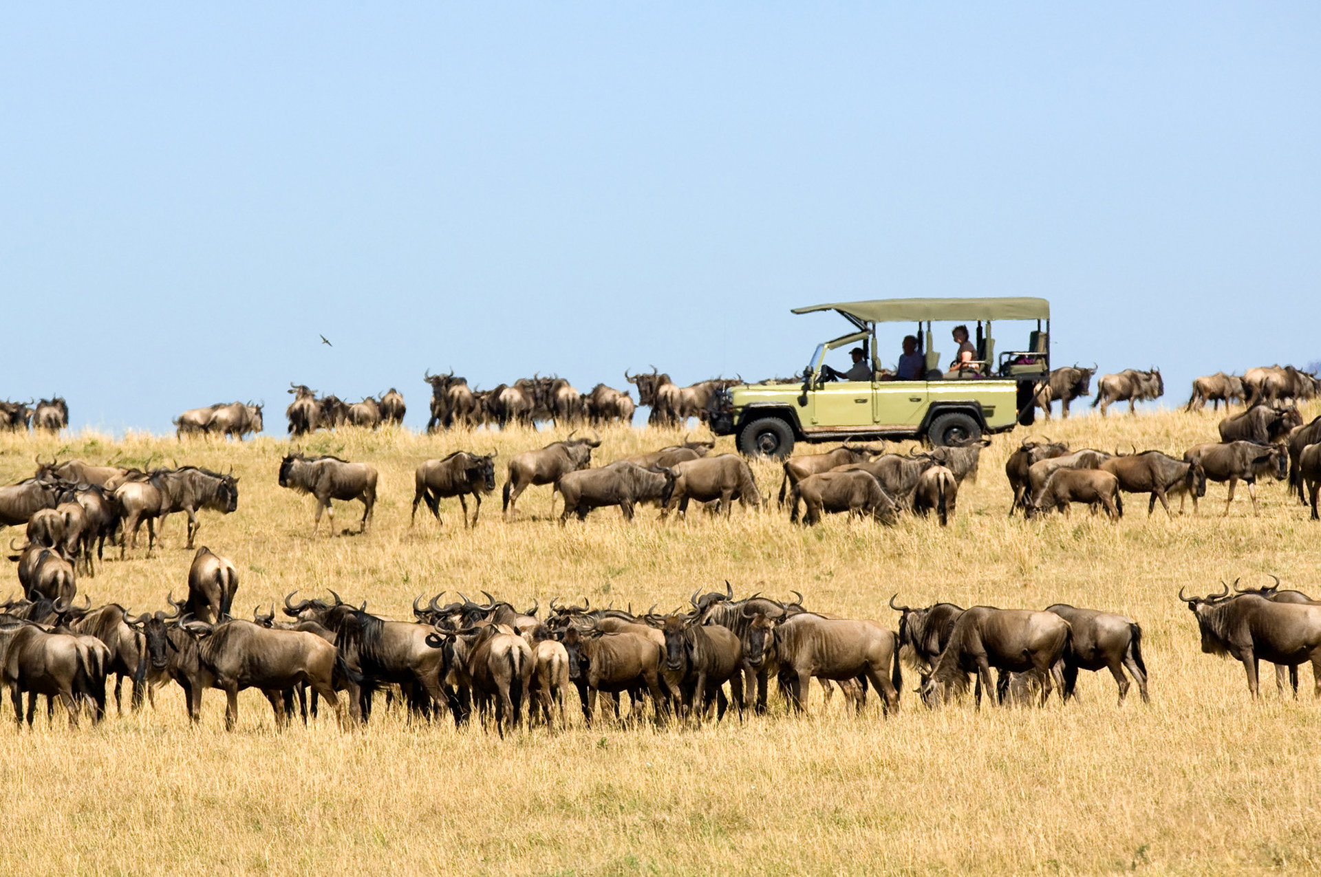 A game drive vehicle among the wildebeest of the Great Migration near Dunia Camp