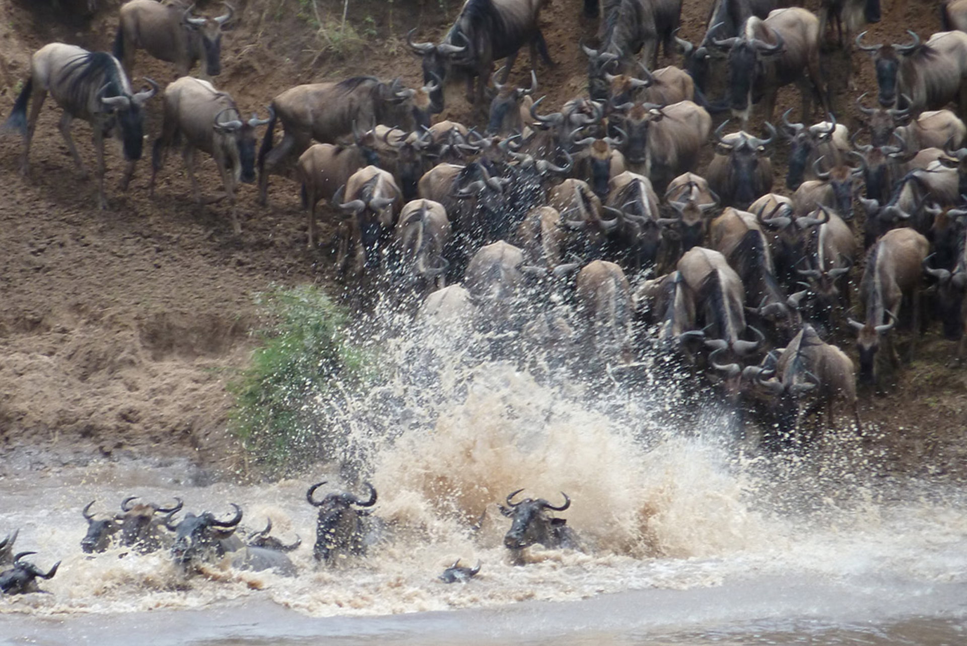 Wildebeest leaping into the Mara River during a Great Migration crossing