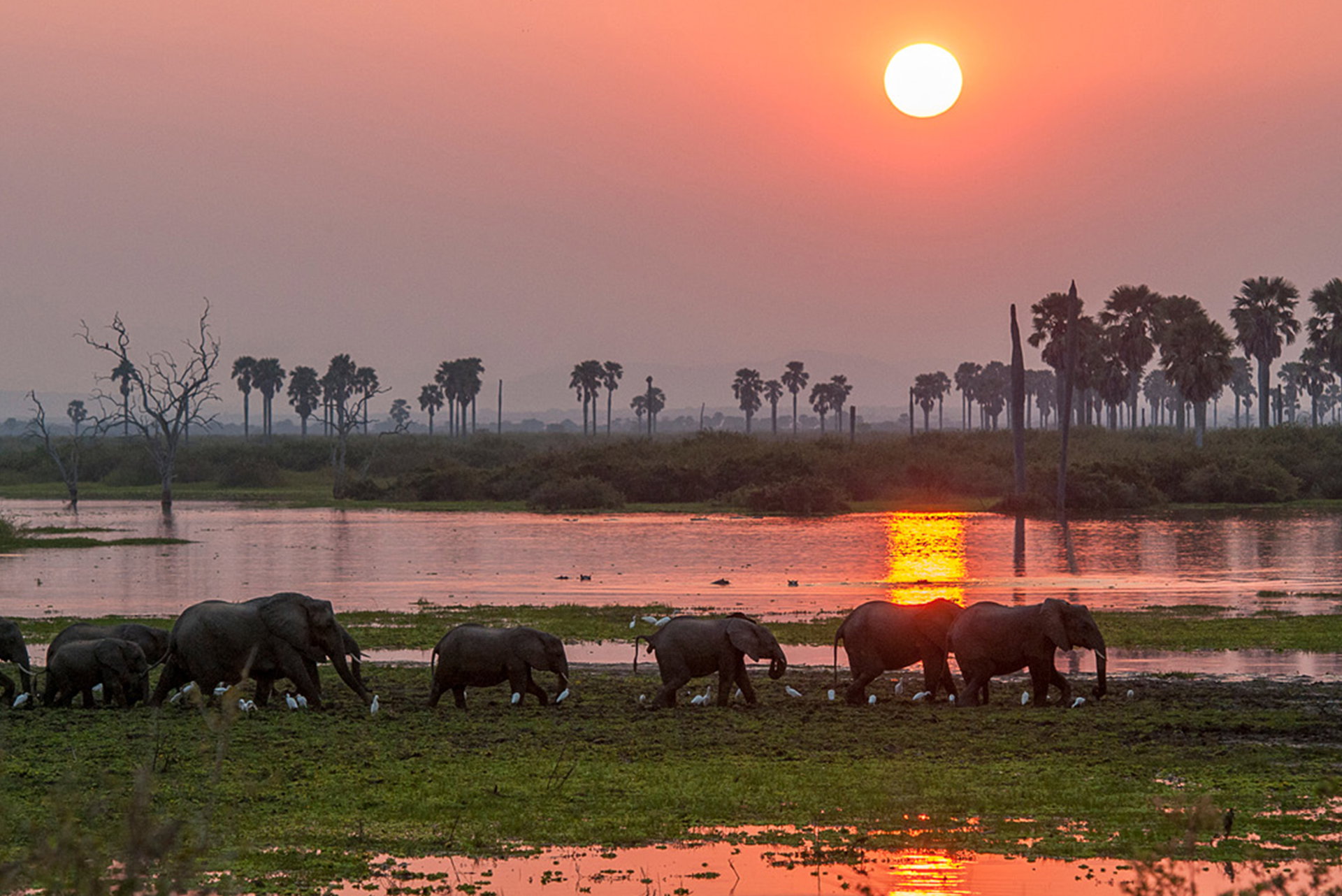 Elephants walking along the water's edge at sunset in Nyerere