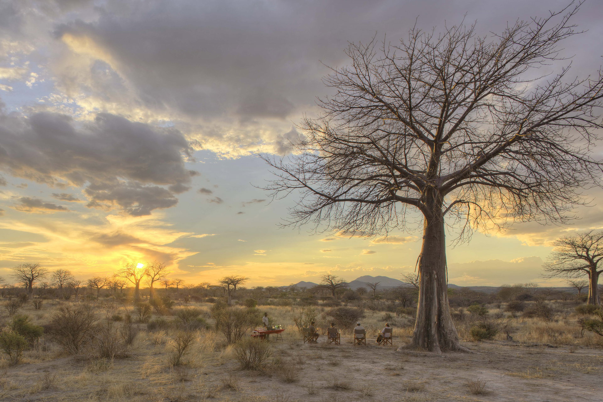 A lone baobab against the sunset sky in Ruaha