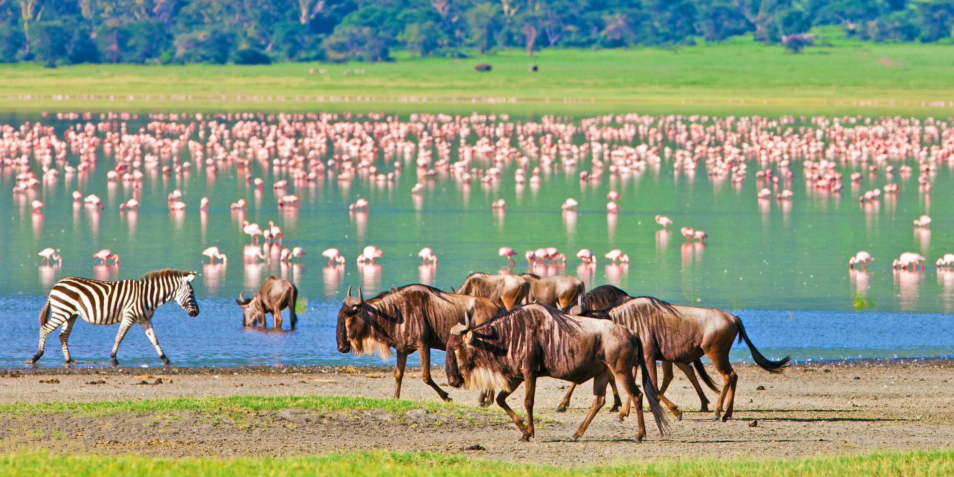 Wildebeest and zebras walk along a lakeshore lined with pink flamingos.