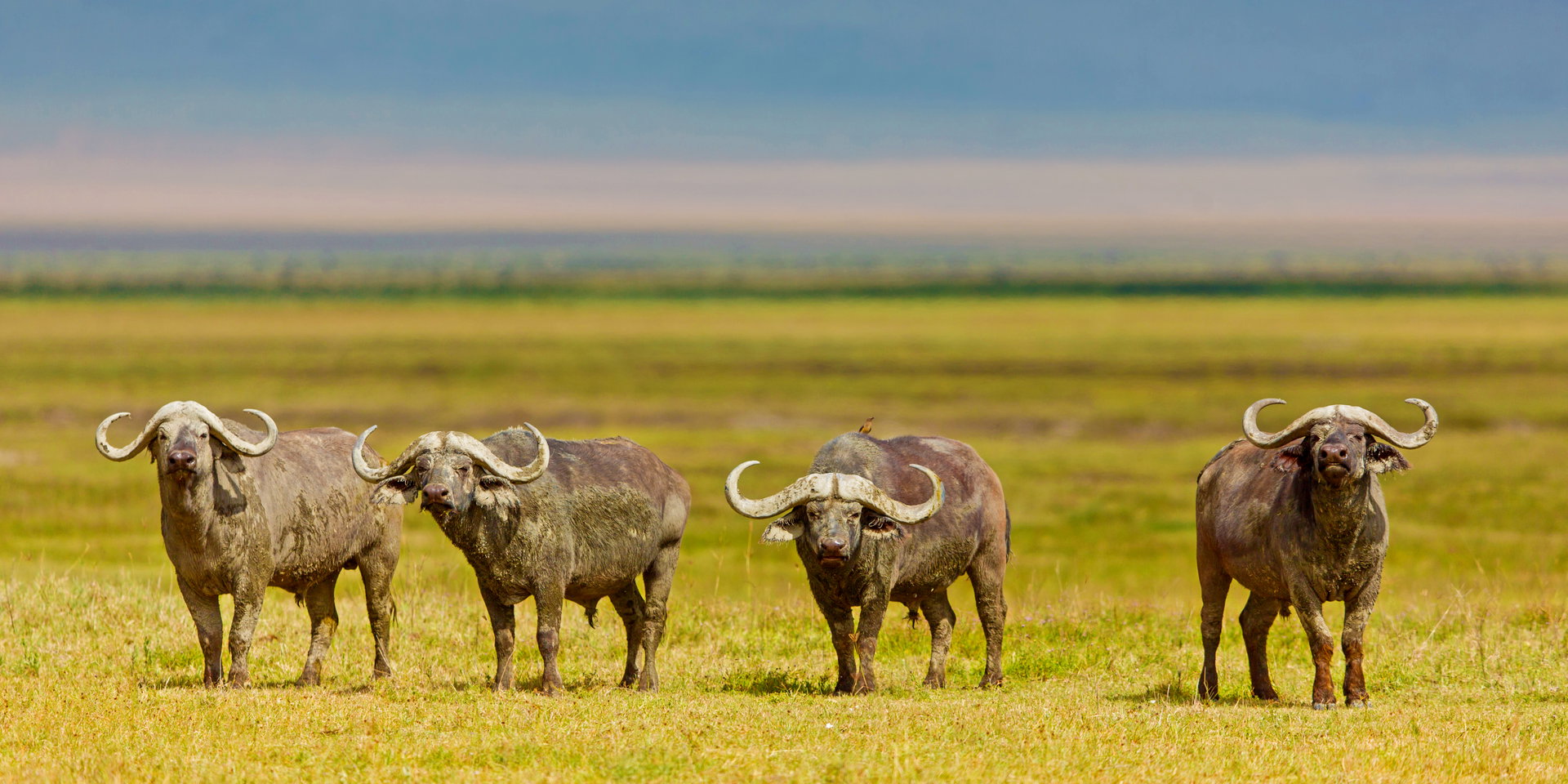 Four buffalo stand on golden grassland.