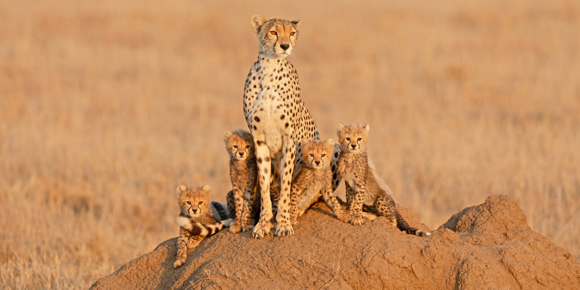 A cheetah sits on a termite mound with four young cubs.
