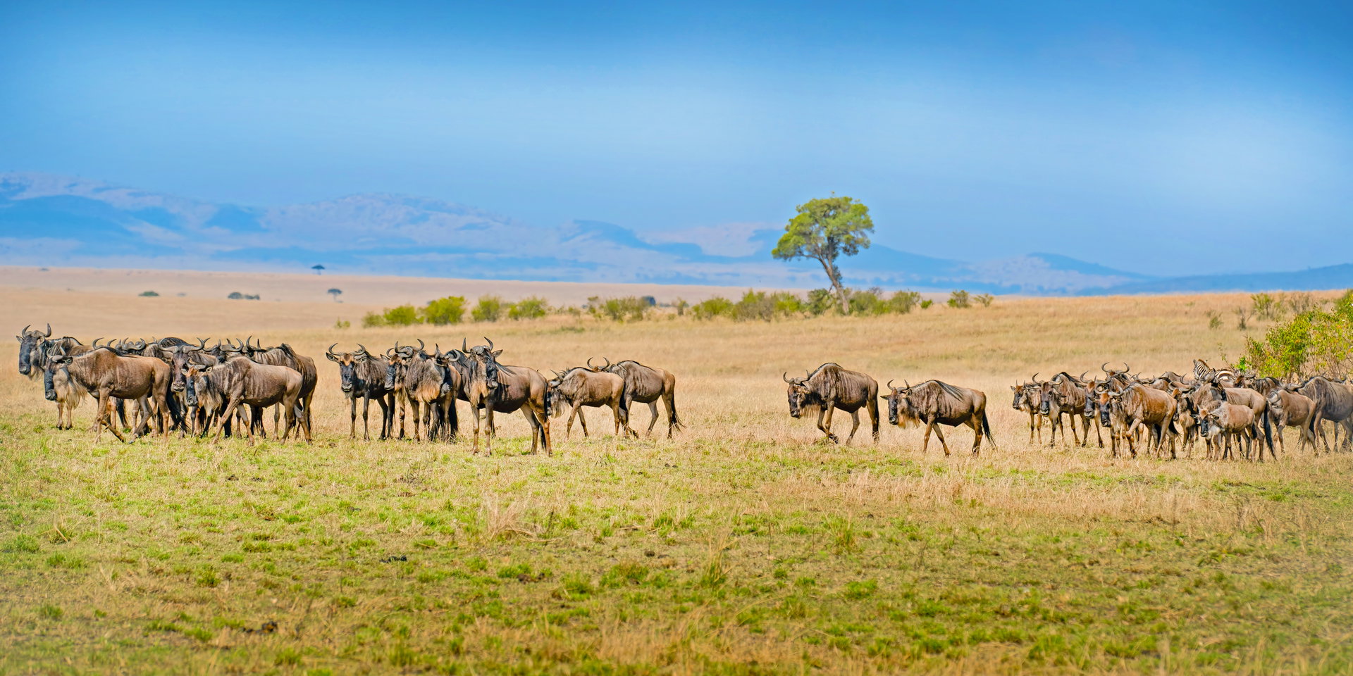 Wildebeest graze across a wide green plain with a lone tree and hills behind.