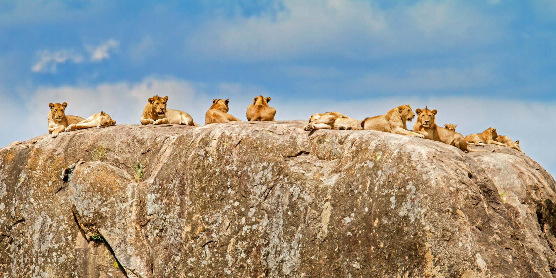 A pride of lions lies along the top of a large granite rock.