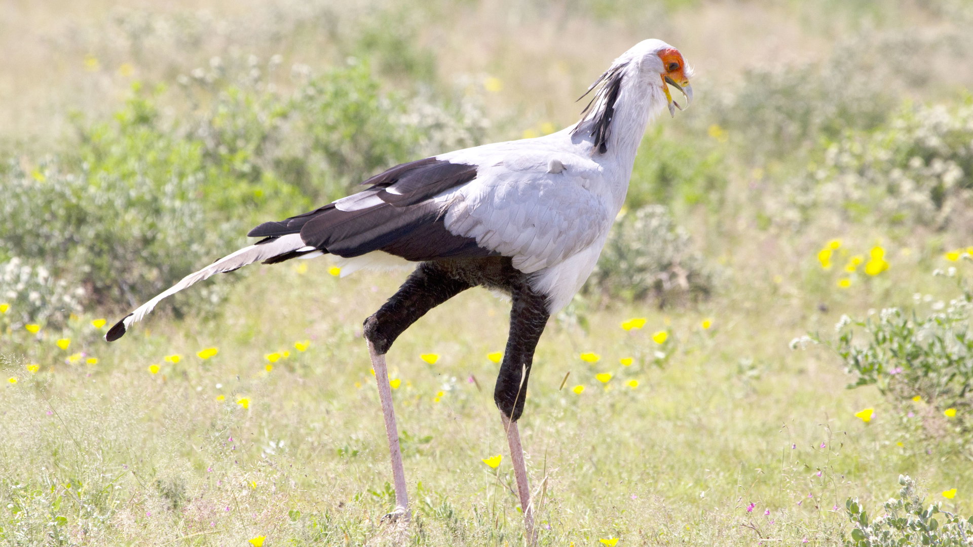 17-Day Classic Namibia Discovery Safari