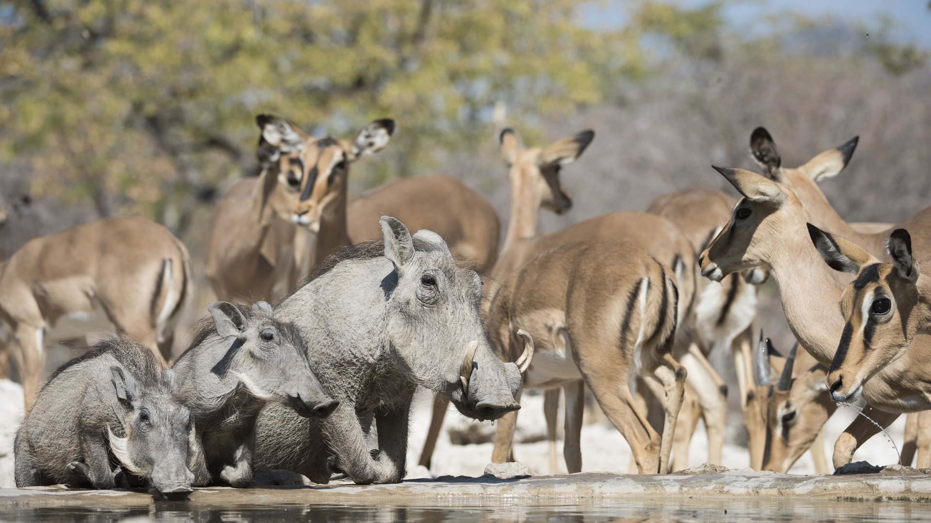 18-Day Houseboat the Bushmen Namibia Safari