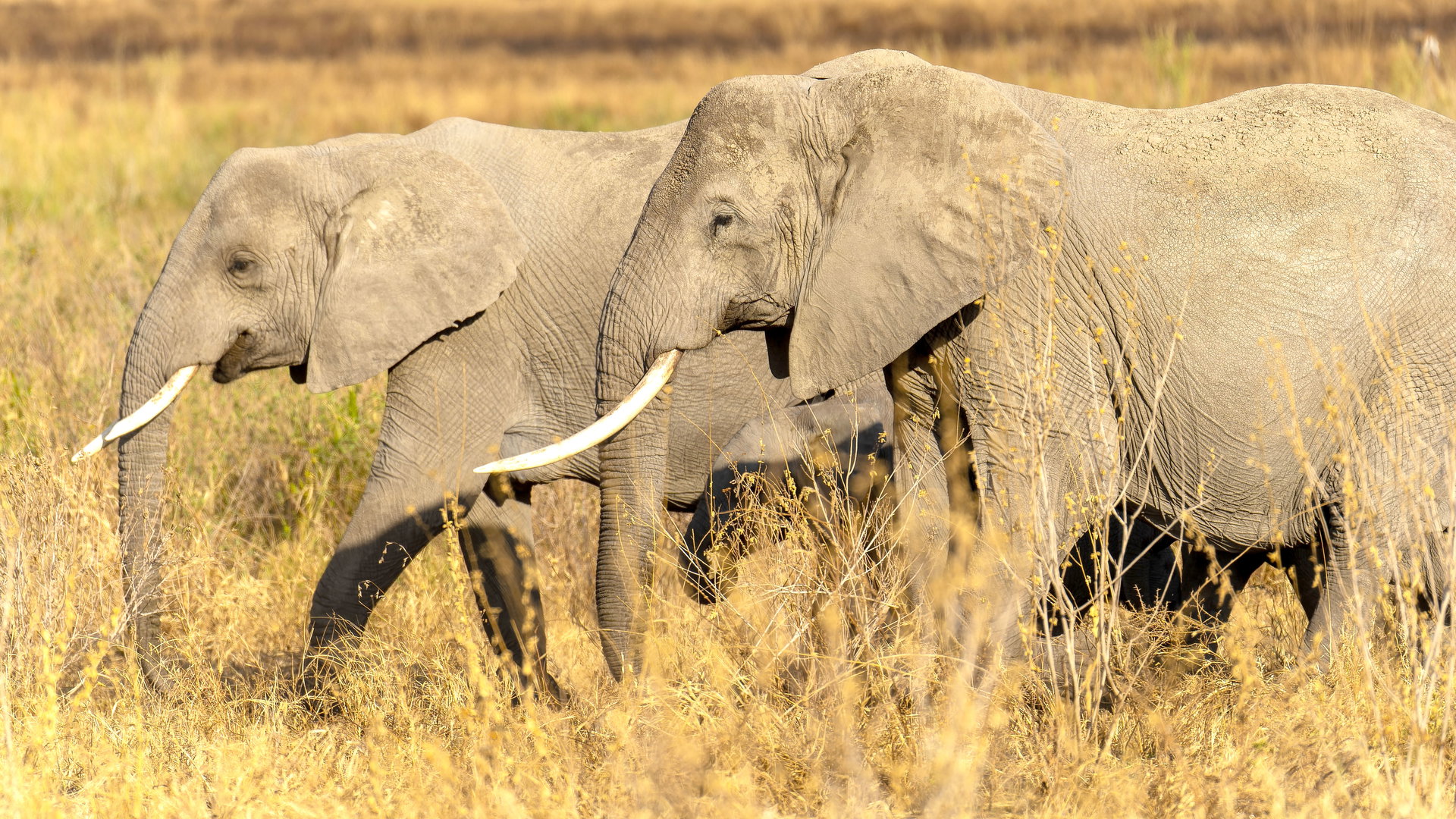 Central Serengeti