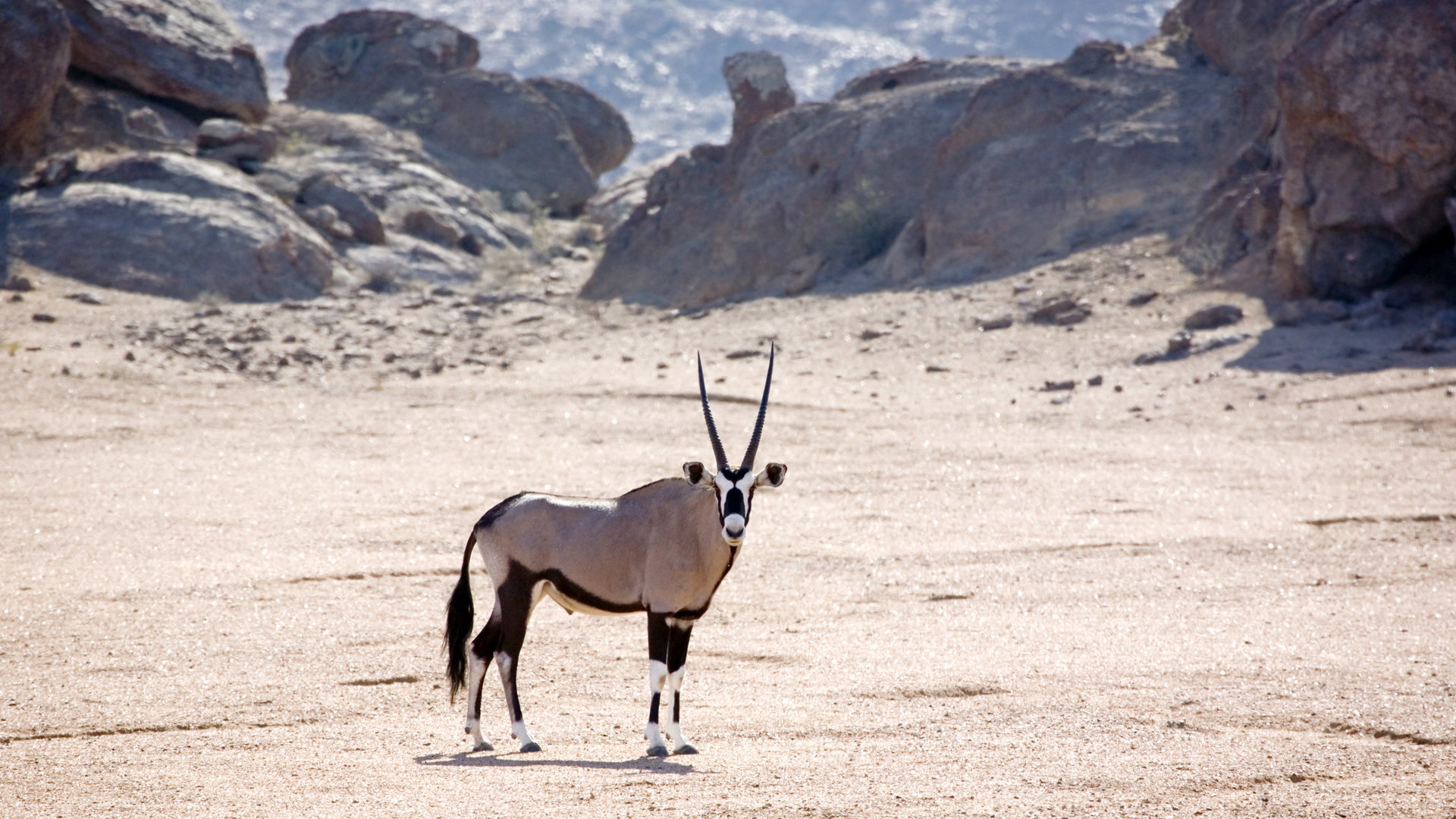 Skeleton Coast
