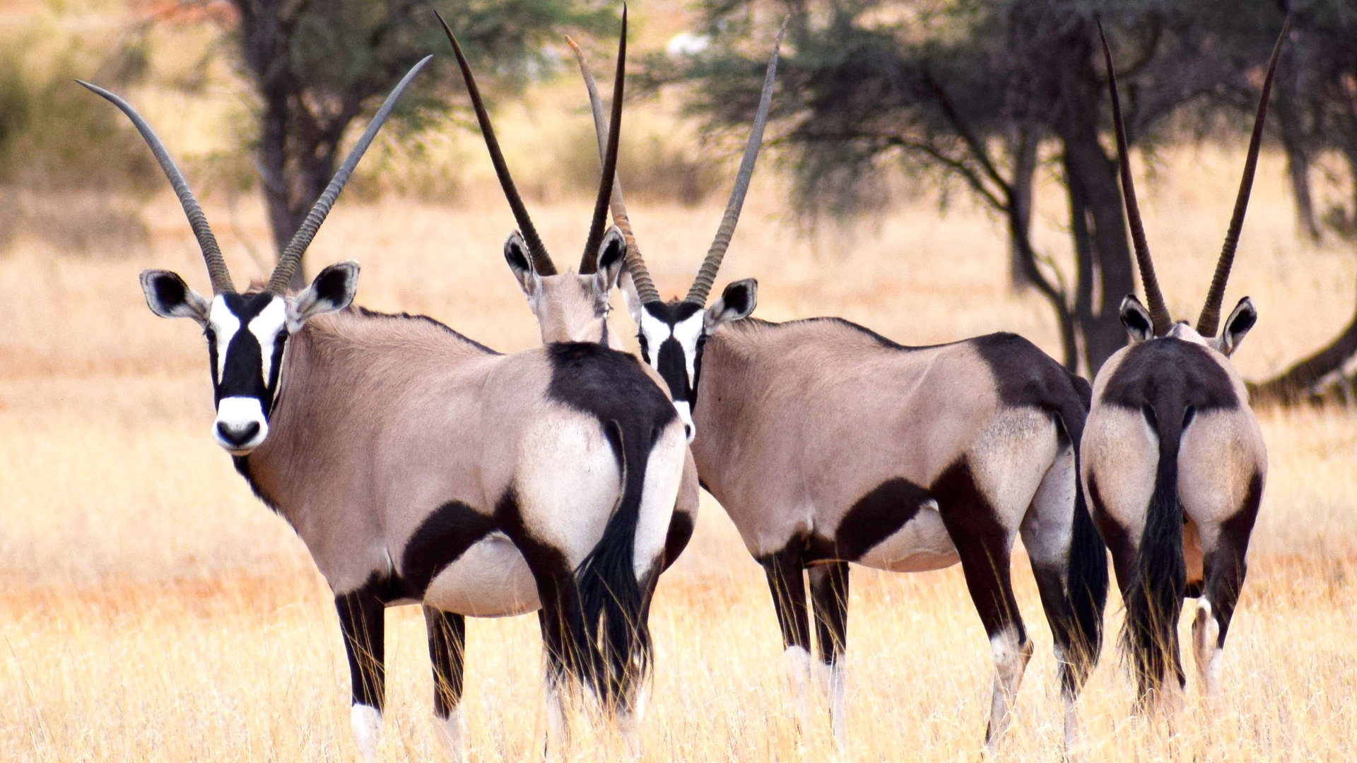 Kalahari Namibia